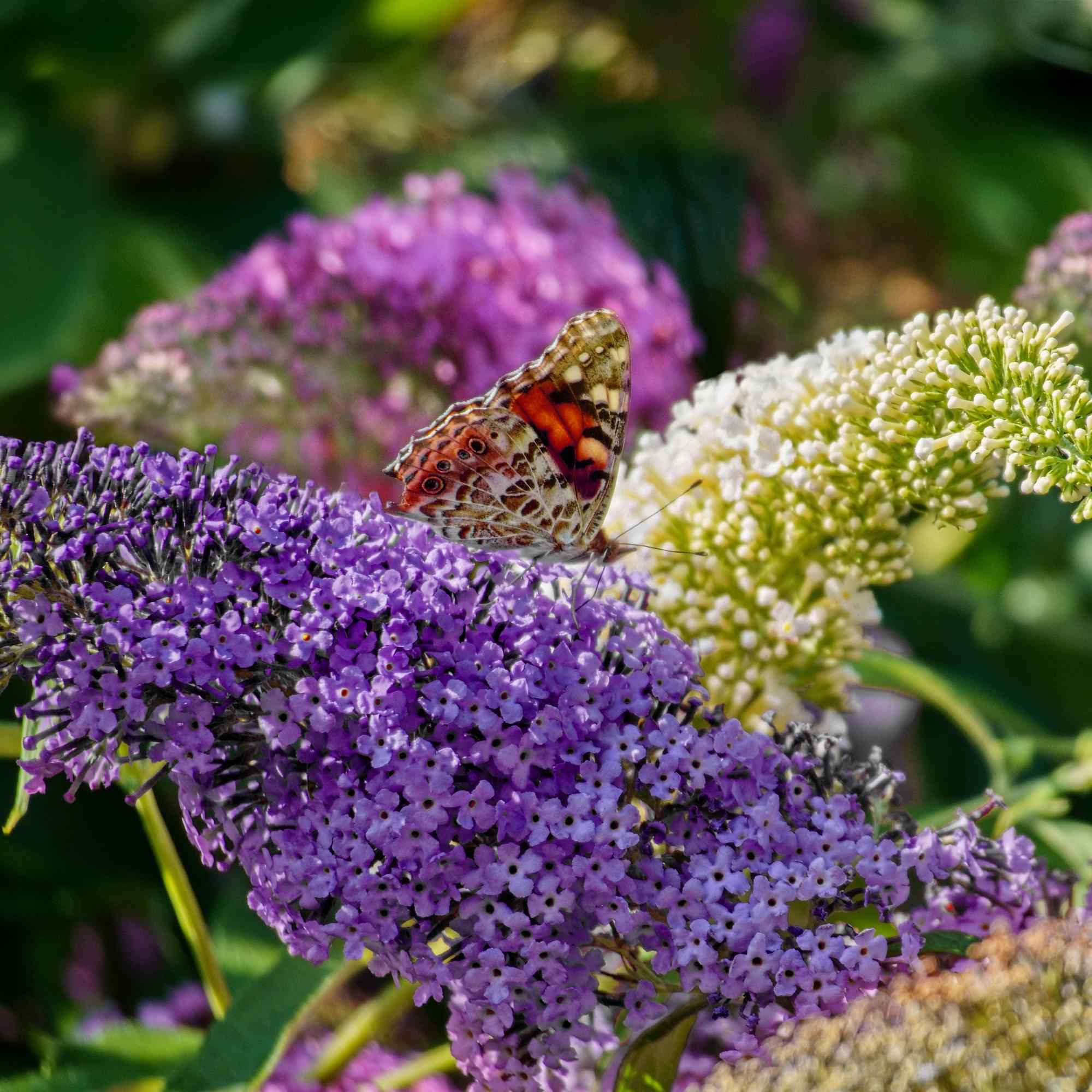 Image of Schmetterlingsstrauch Buddleja davidii Tricolour – 3 Pflanzen – 1m² – Blüten Rosa, Weiß & Lila – Schmetterlingsanlockend – 17cm x H30cm-1
