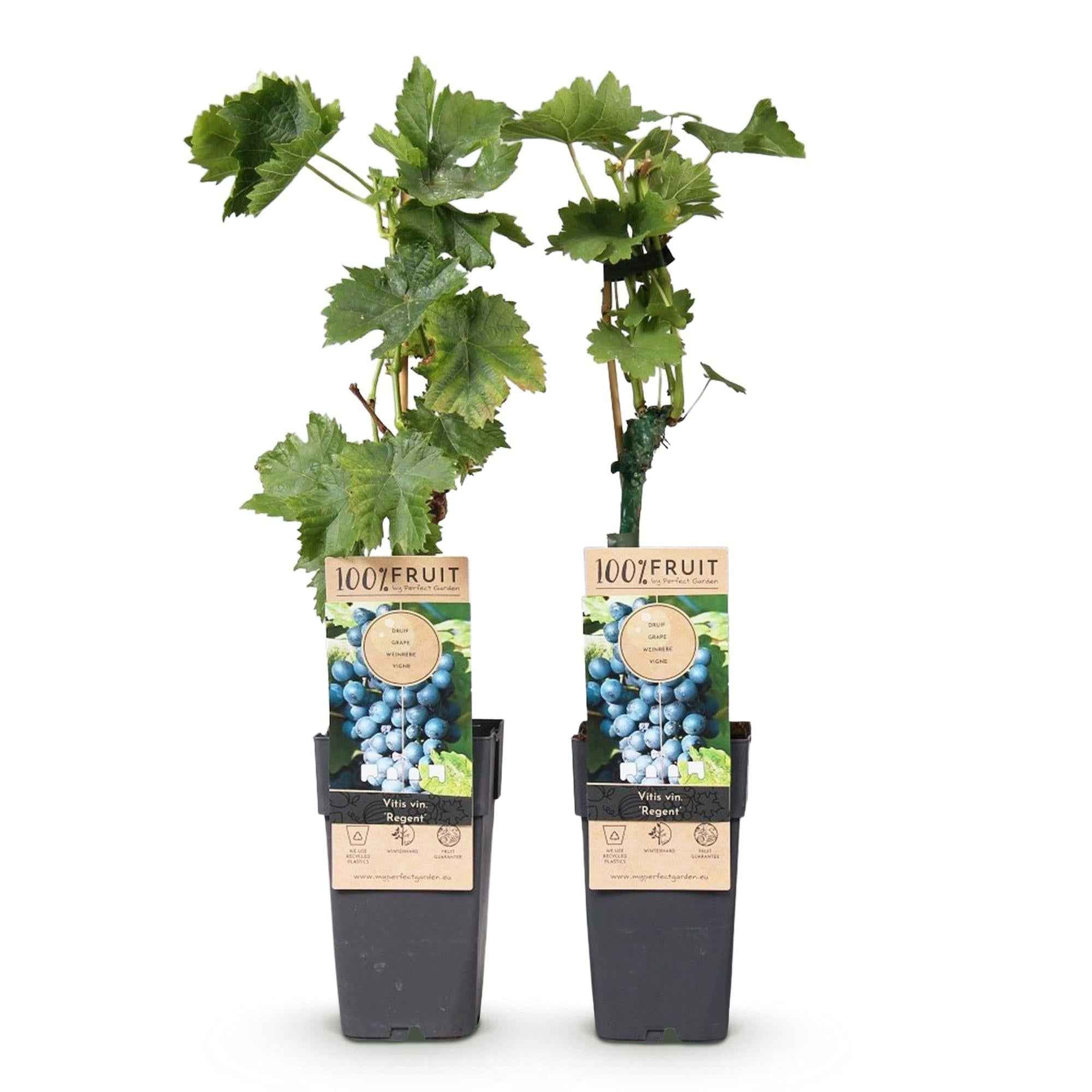 Image of Weinrebe – Blaue Traube – Vitis vinifera Regent – Obstpflanze – 2 Pflanzen – 15cm – Höhe ca. 50cm