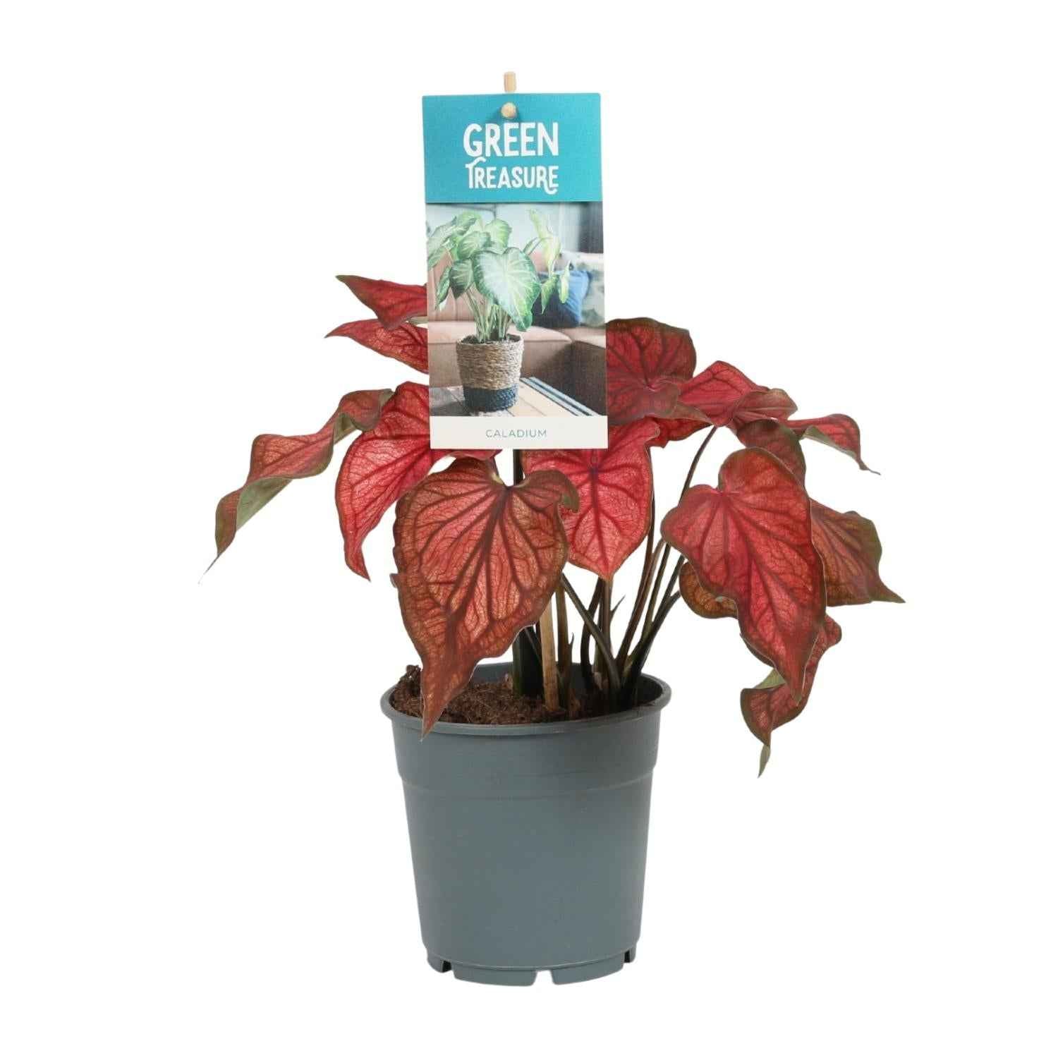 Image of Caladium Rot – Angel Wings – Ø12cm – ↕25cm – Tropische Zimmerpflanze mit roten Blättern – Pflegeleicht & dekorativ – Für halbschattige Standorte