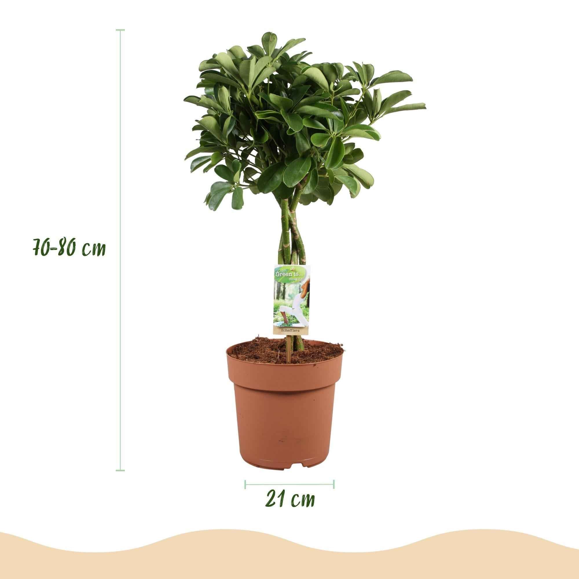 Image of Schefflera Nora – 70-82cm – 21cm – Pflegeleichter Fingerbaum – Dunkelgrüne Zimmerpflanze für Wohnzimmer, Büro & Schlafzimmer – Luftreinigend & robust-2