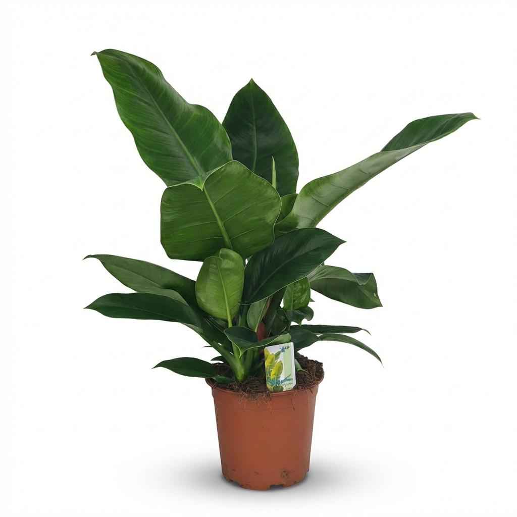 Image of Philodendron Imperial Green grün 65cm 19cm Zimmerpflanze pflegeleicht große glänzende Blätter für Wohnzimmer Büro Schlafzimmer tropische Grünpflanze-0