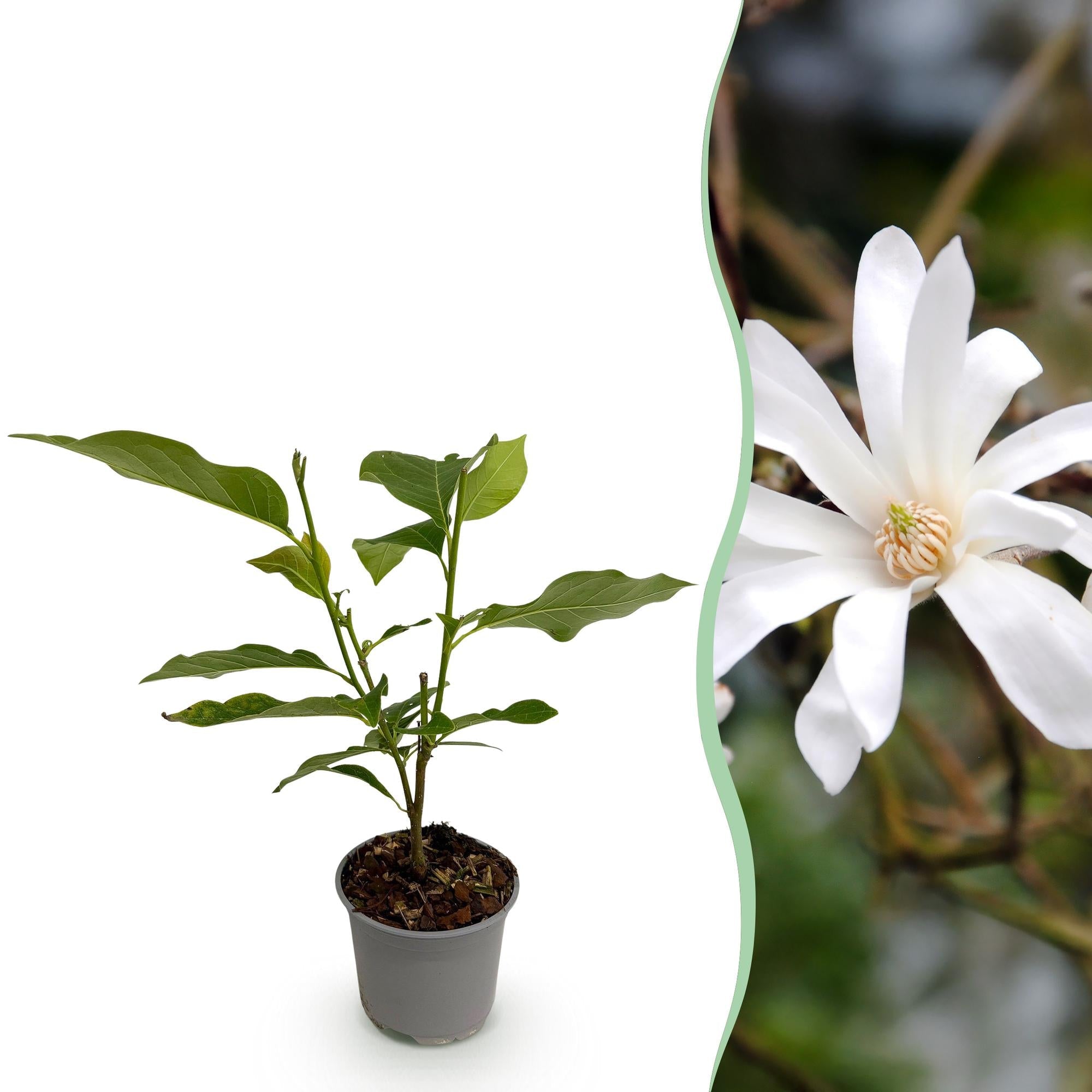 Image of Magnolia stellata – 12cm – Höhe ca. 30cm – Laubabwerfende Stern – Magnolie mit weißen bis hellrosa Frühjahrsblüten-0