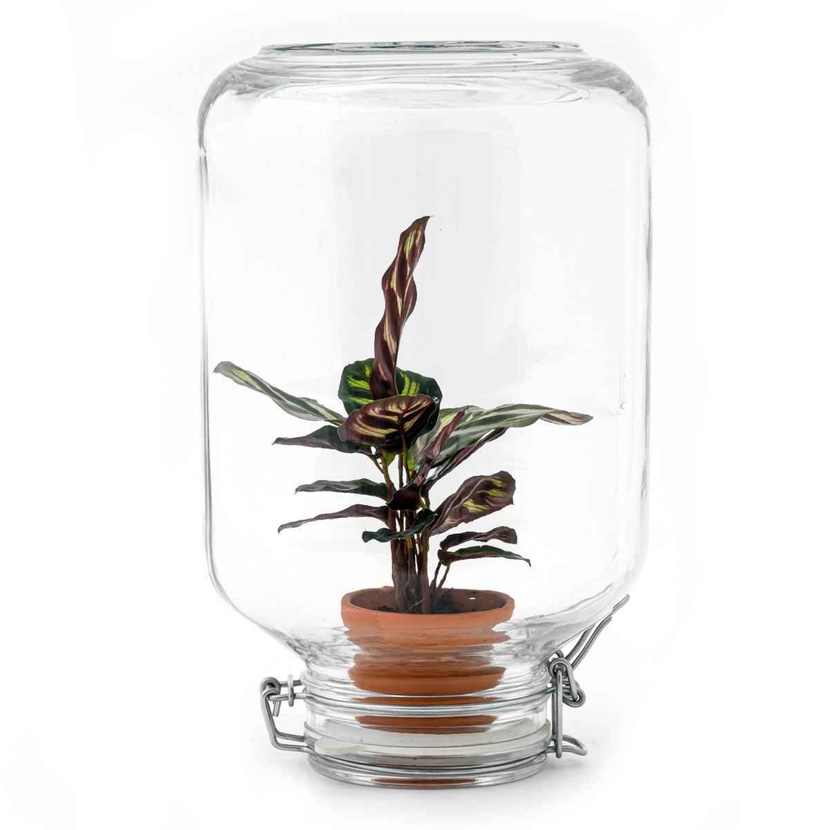 Image of Flaschengarten Easyplant – Terrarium mit Calathea makoyana – Lebende Zimmerpflanze im Einmachglas – Nur 1x Gießen – Luftdicht verschlossen-0