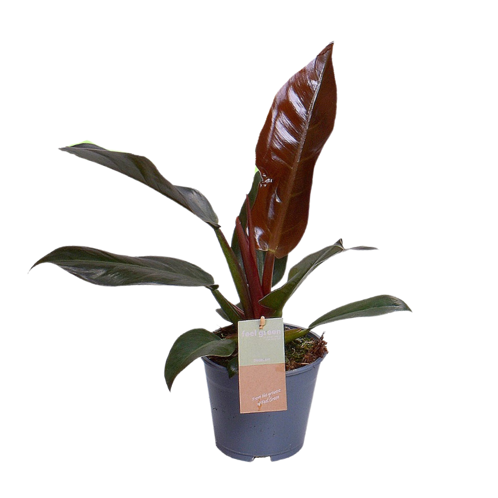 Image of Philodendron Imperial Red Feel Green – Zimmerpflanze – Ø14cm – 35cm hoch – Rote Blätter – Pflegeleicht & luftreinigend-0