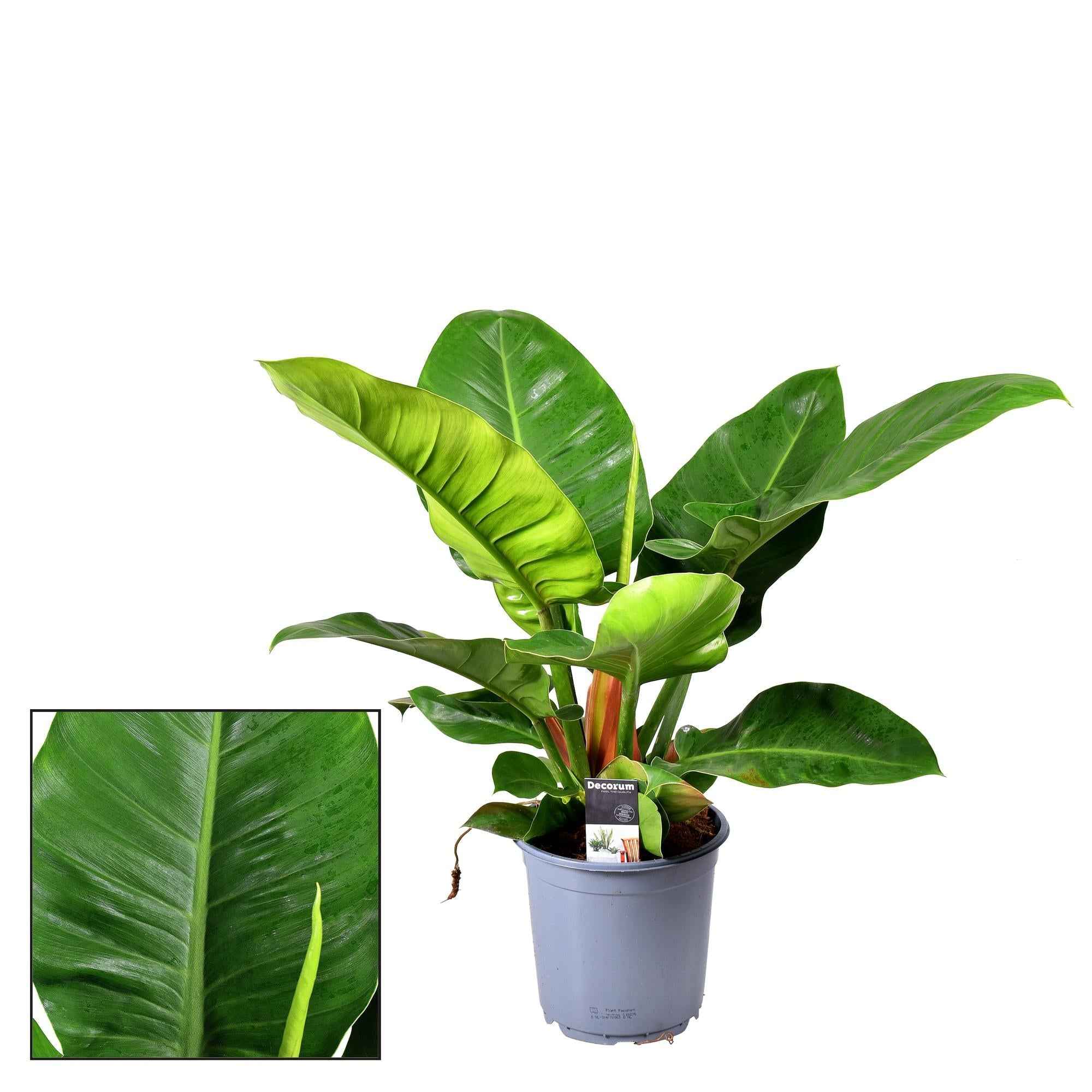 Image of Philodendron Imperial Green – Zimmerpflanze – Ø19cm – ca. 55cm hoch – Kräftige, großblättrige Dschungelpflanze – Pflegeleicht & luftreinigend