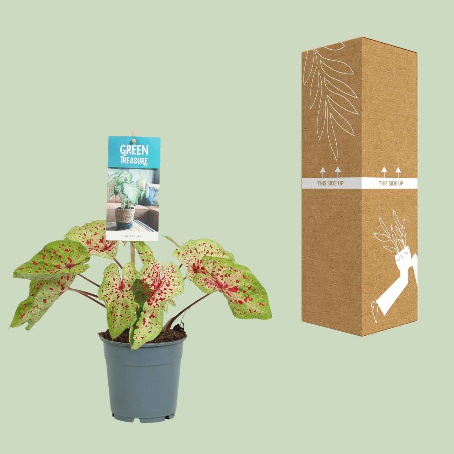 Image of Caladium Miss Muffet – Engelsflügel Zimmerpflanze – Ø12cm – ca. 25cm hoch – dekorative tropische Blattschmuckpflanze für Zuhause & Büro