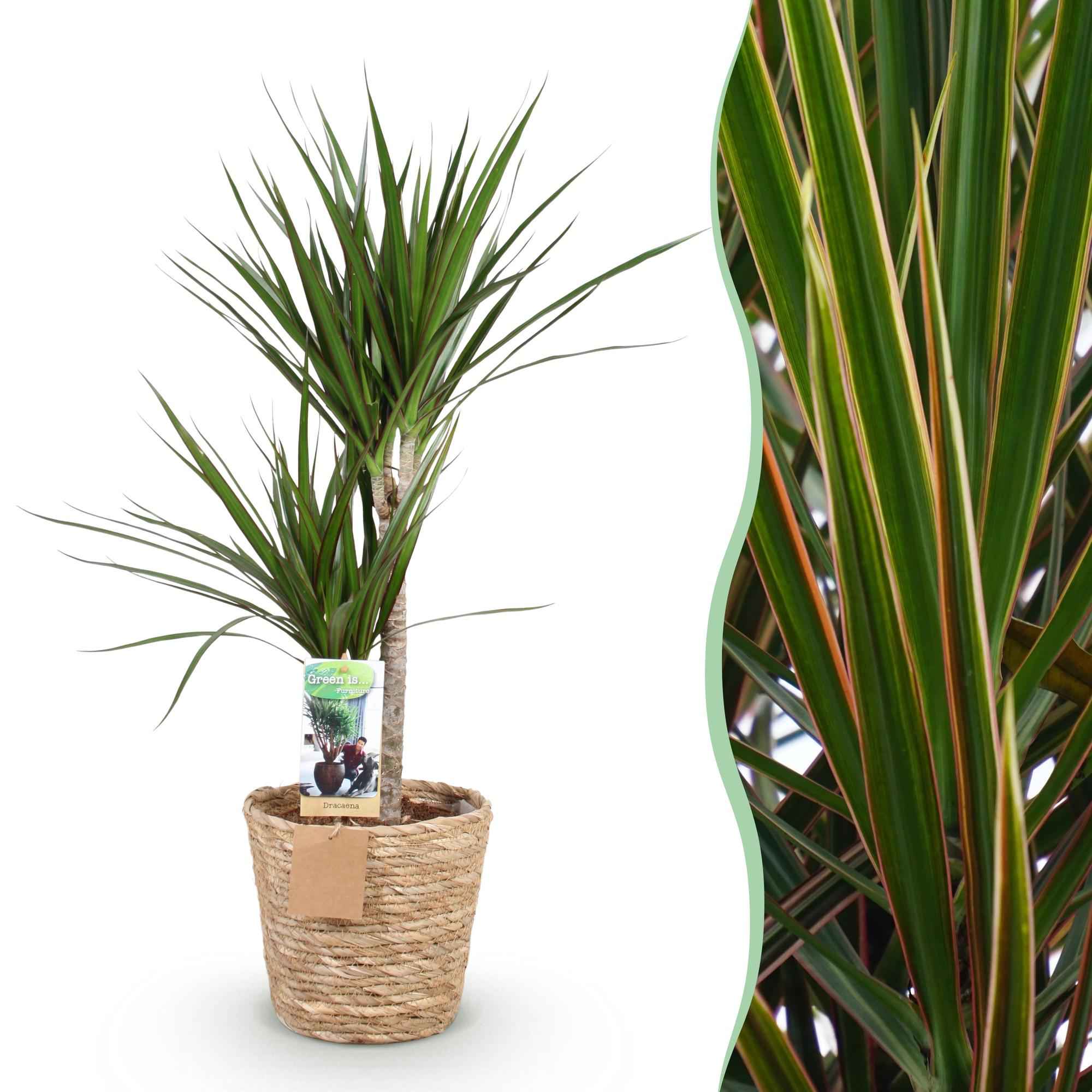 Image of Dracaena Marginata – 90-100cm – 21cm inkl. Naturkorb – Pflegeleichter Drachenbaum – Grün mit rotem Rand-1