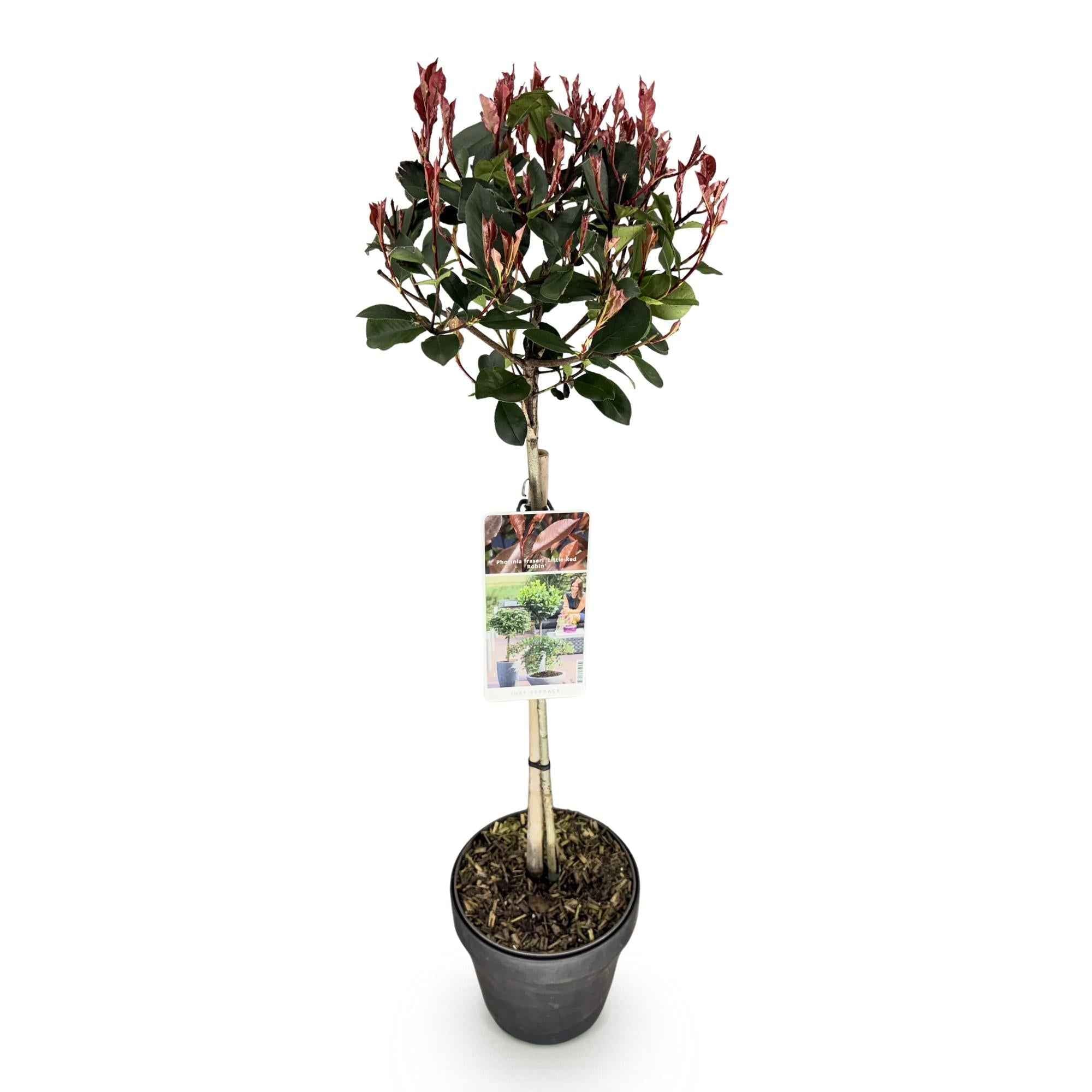 Image of Glanzmispel Photinia fraseri Little Red Robin – 19cm Höhe ca.90cm – Immergrün & winterhart – Grün-rotes Laub – Ziergehölz-1