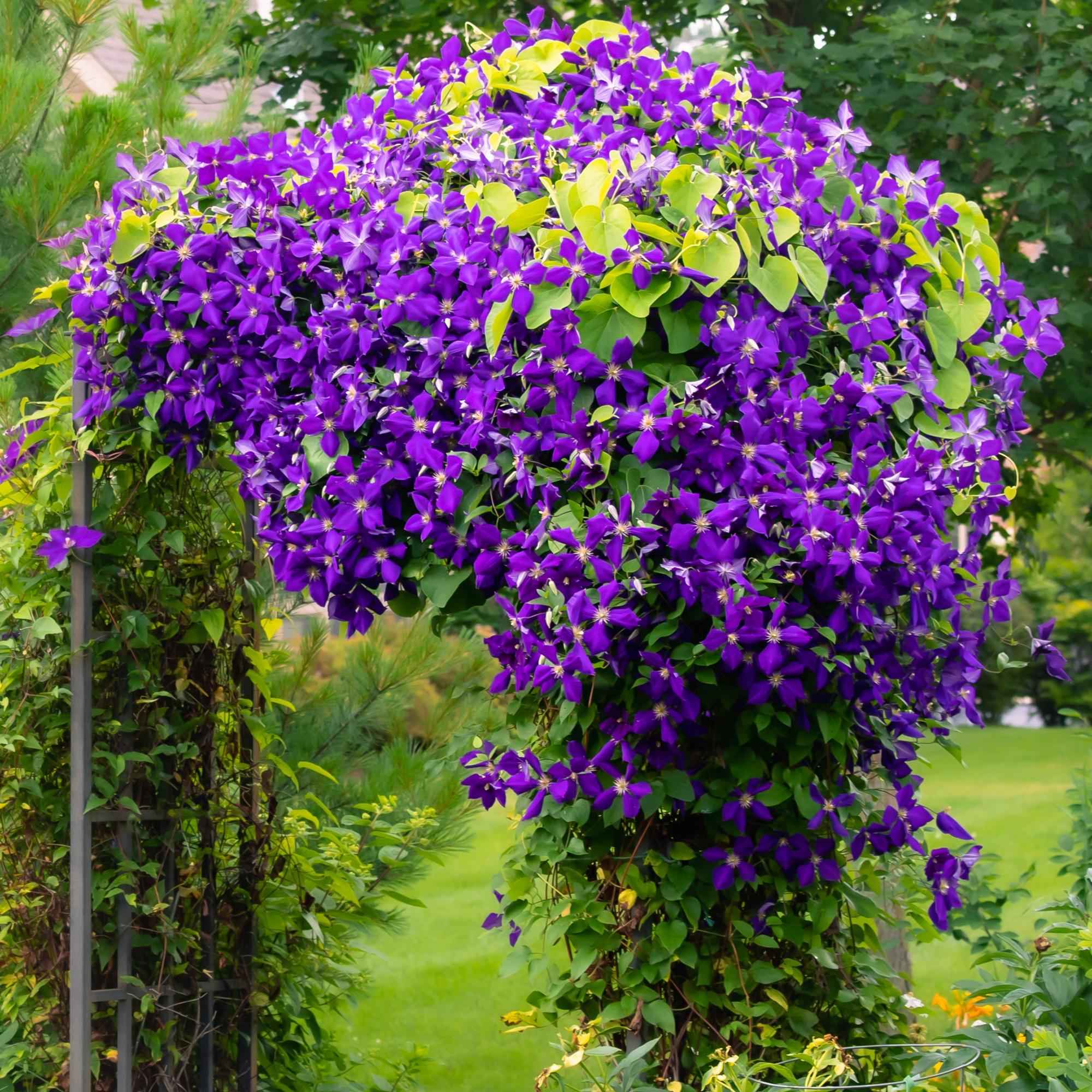Image of Kletterpflanze Clematis Jackmanii – Tiefviolette Blüten – Wenig Pflege – 2 Pflanzen – 11cm Höhe 40cm – Für Garten, Balkon & Pergolen-4
