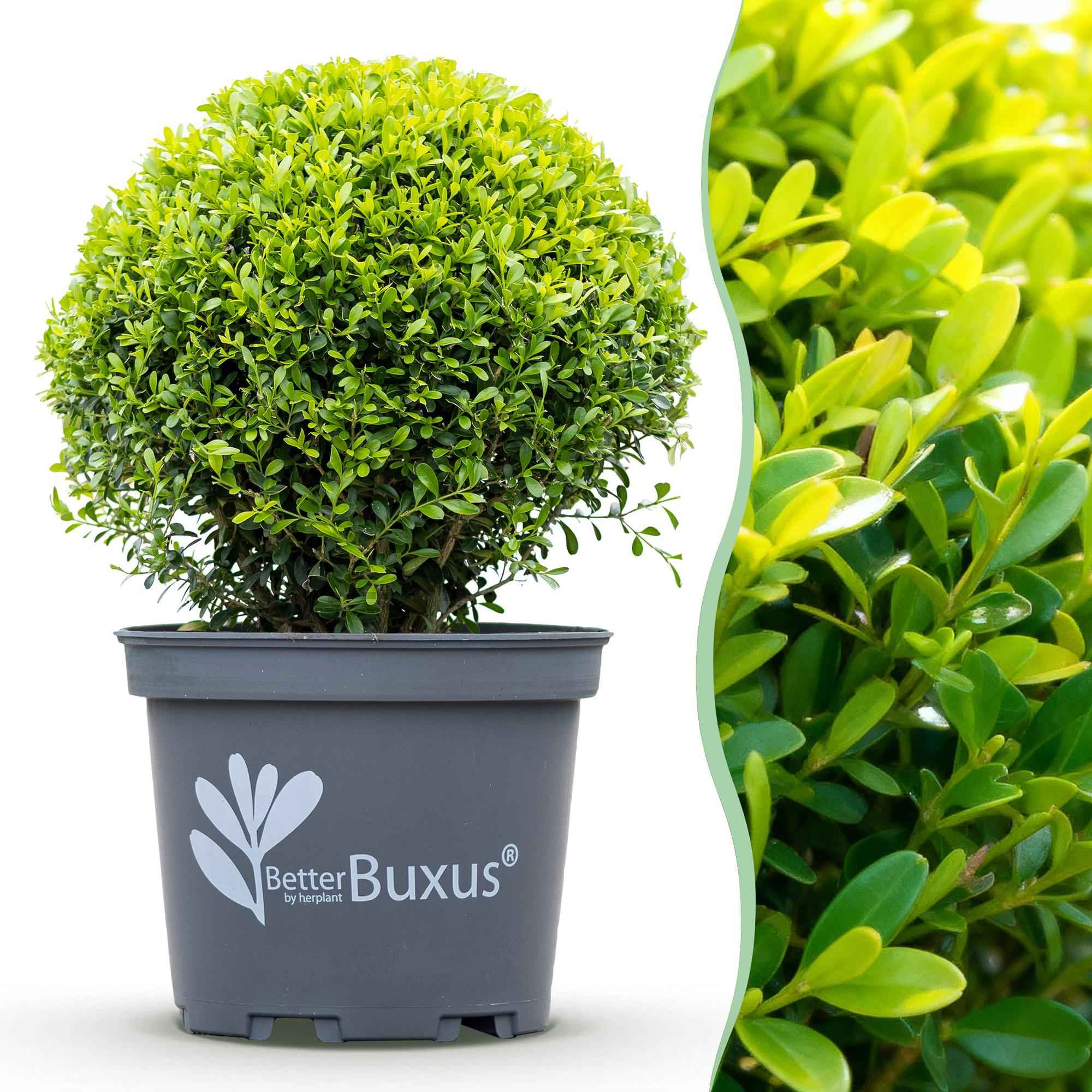 Image of BetterBuxus Skylight Kugel 30cm 26cm widerstandsfähig pflegeleicht für Garten Balkon Terrasse Formschnitt winterhart dekorative Kugelpflanze