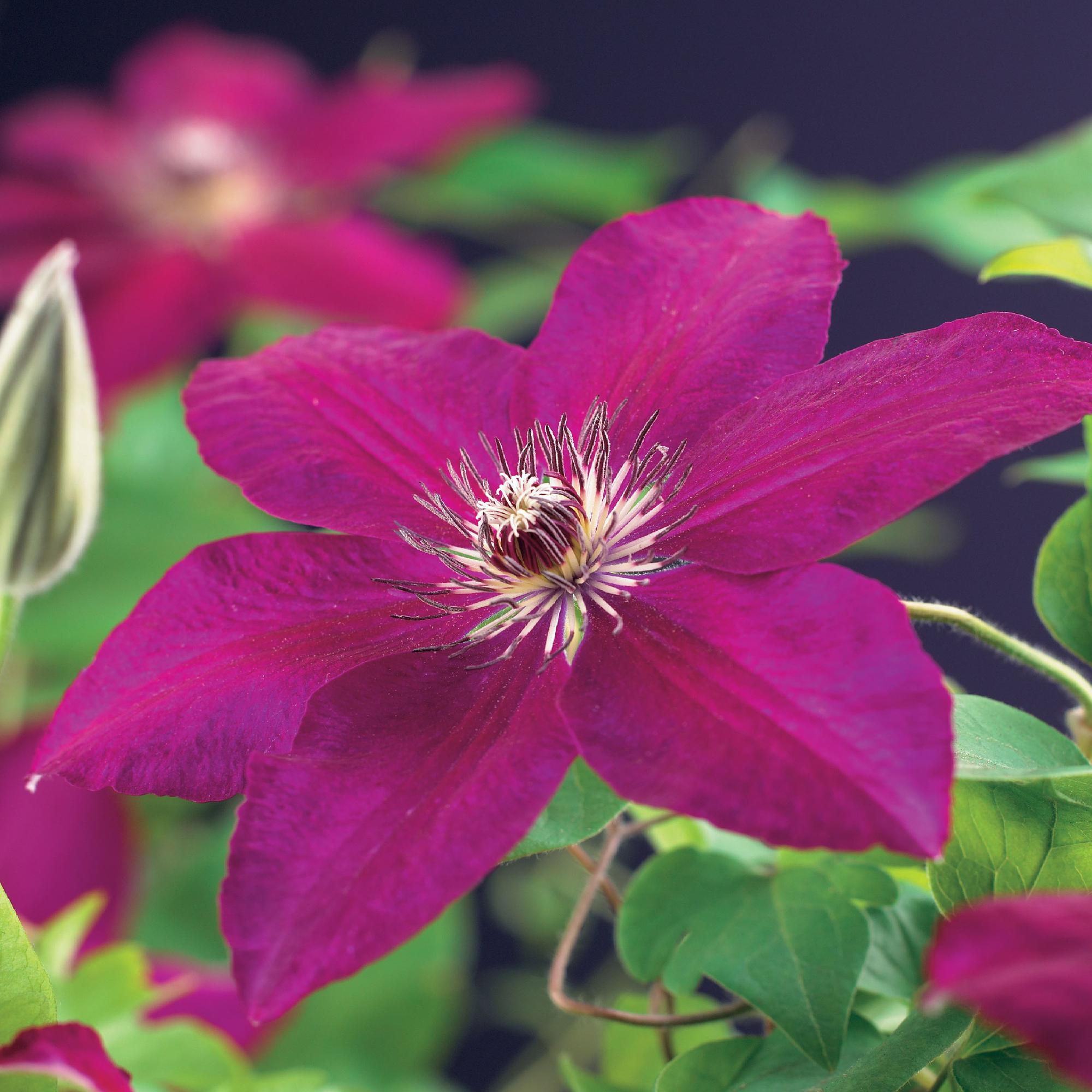 Image of Kletterpflanze Clematis Westerplatte – Tiefviolette Blüten mit weißem Rand – 2 Pflanzen – 11cm x H40cm – pflegeleicht-0