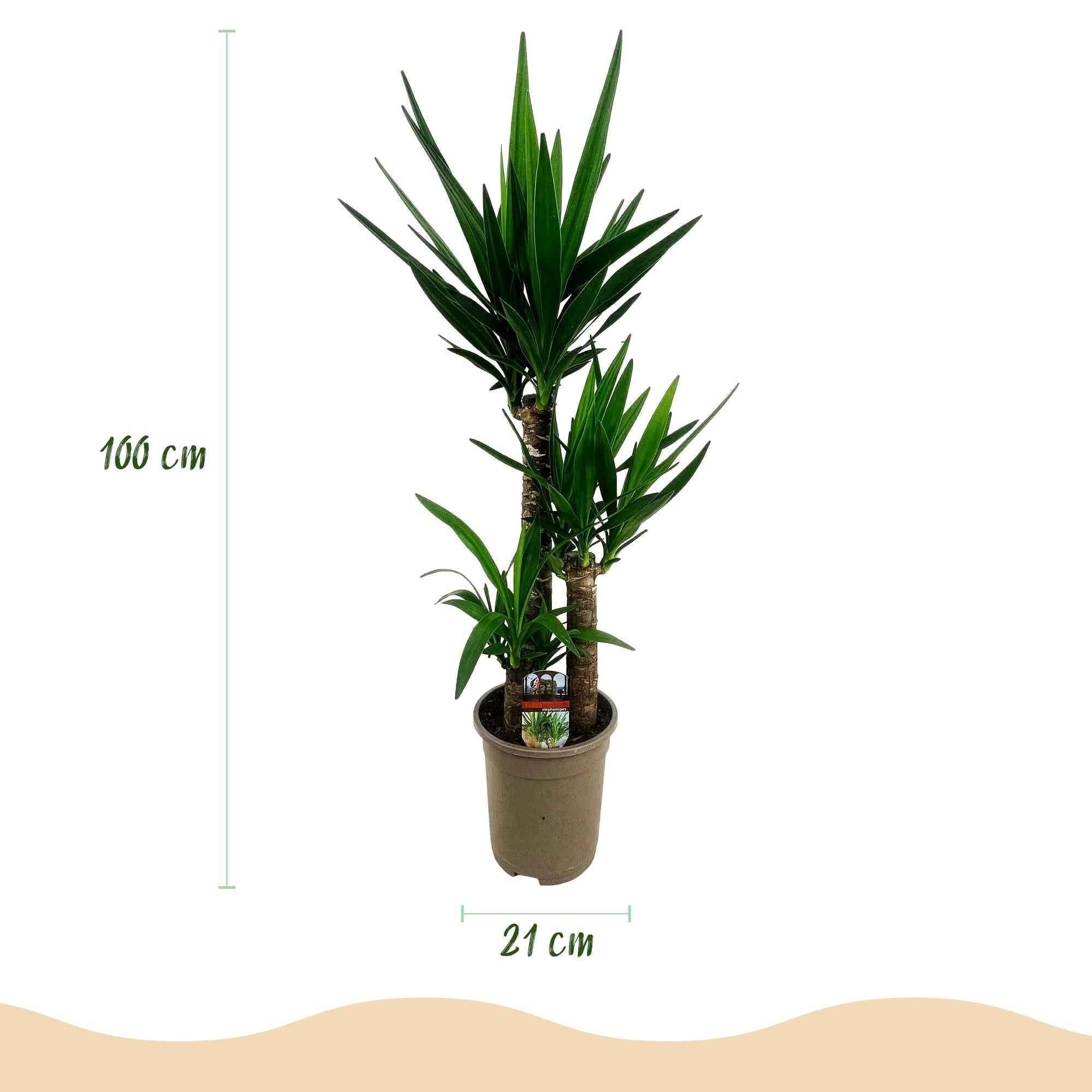 Image of Palmlilie Yucca Elephantipes – 100cm – 21cm – Pflegeleichte Palmlilie mit langen, spitzen Blättern-2