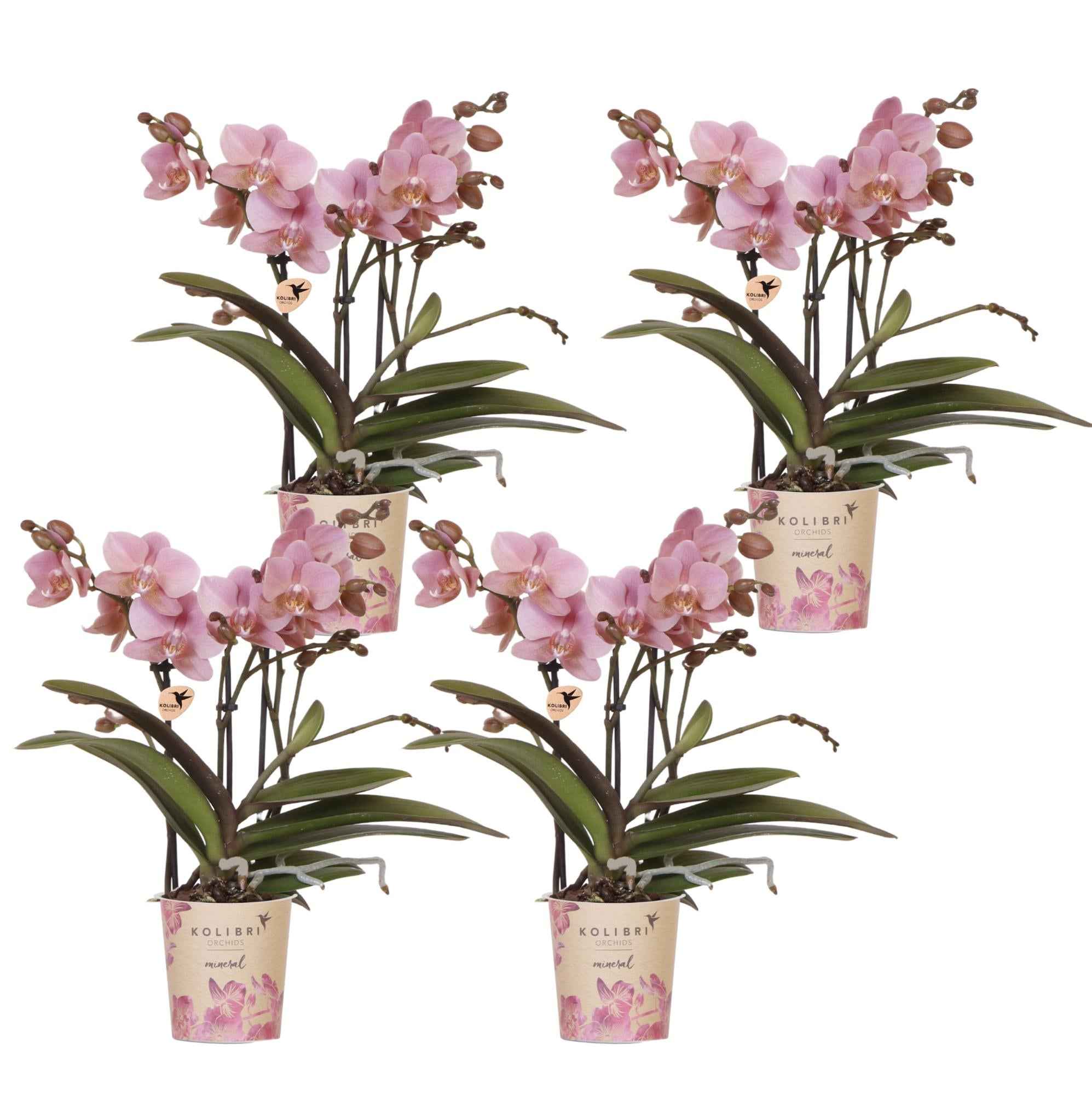 Image of Phalaenopsis Orchideen Treviso – 2 Pflanzen – altrosa Blüten – Ø9cm – Blühende Zimmerpflanzen – Frisch vom Züchter – Elegante Deko & Geschenkidee