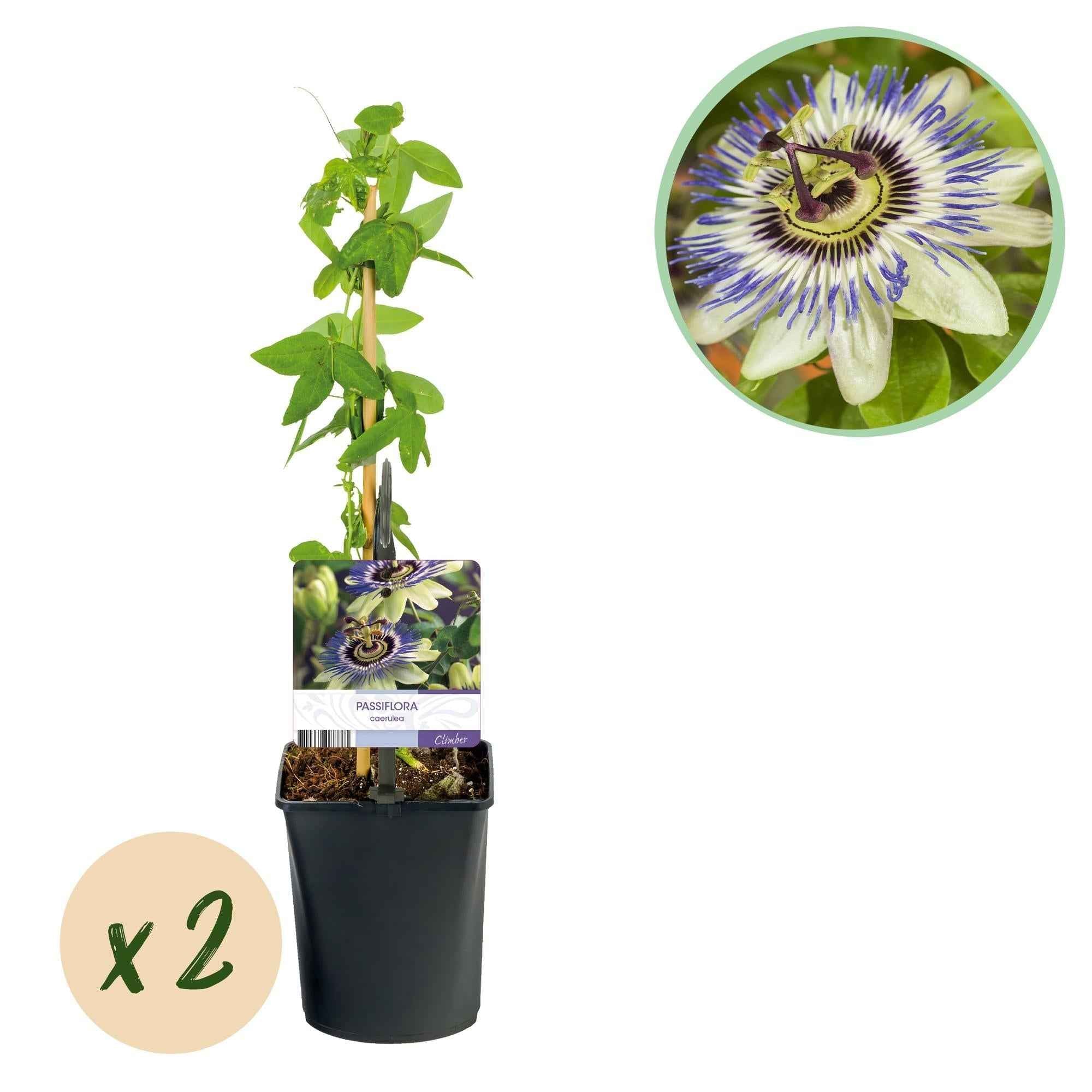 Image of Passionsblume Passiflora caerulea – 2 Pflanzen 11cm – ca. 40cm hoch – Kletterpflanze mit blau – weißen Blüten – Pflegeleicht & winterhart-1