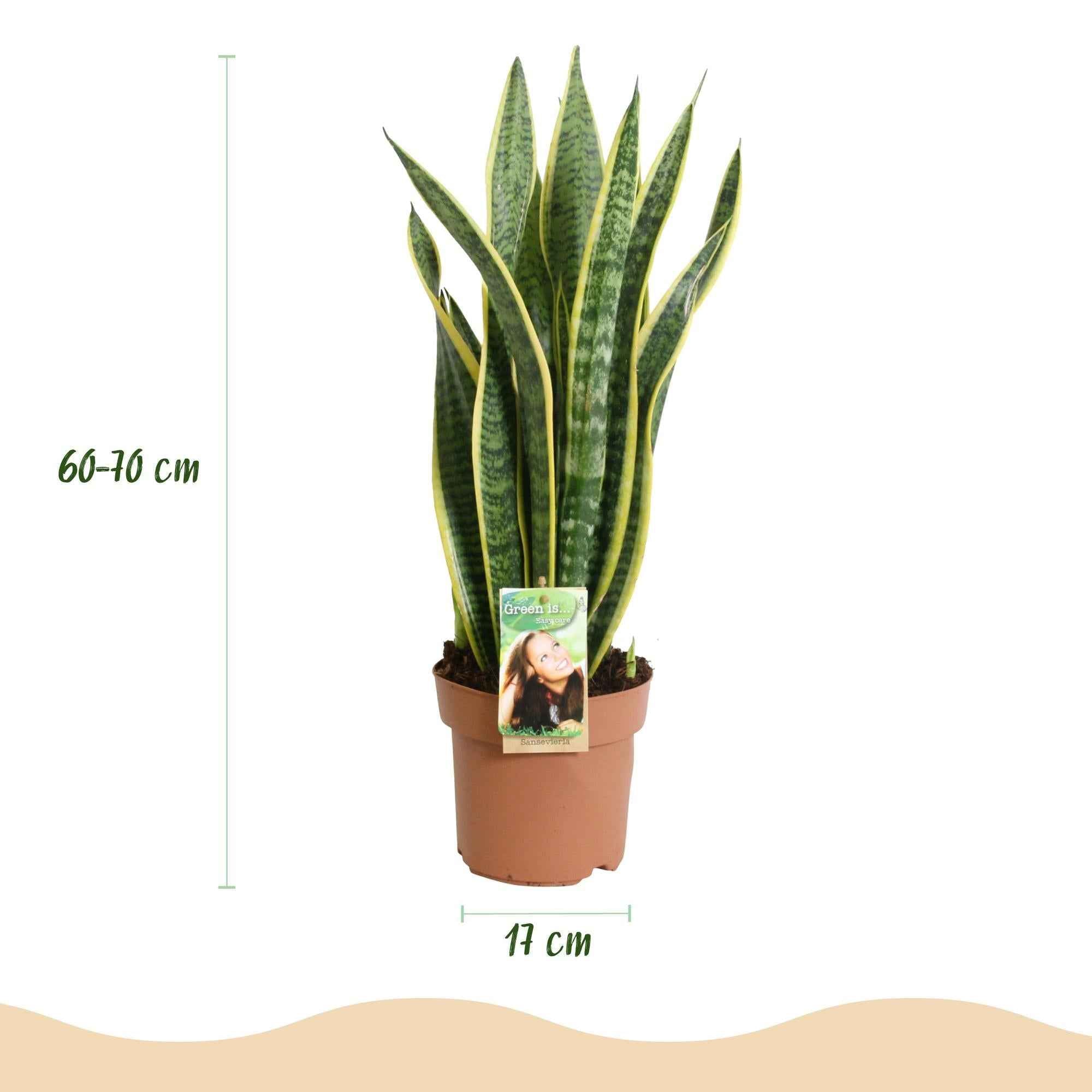 Image of Sansevieria Laurentii – 60-70cm – 17cm – Pflegeleichte Schwiegermutterzunge in Grün – Gelb-2
