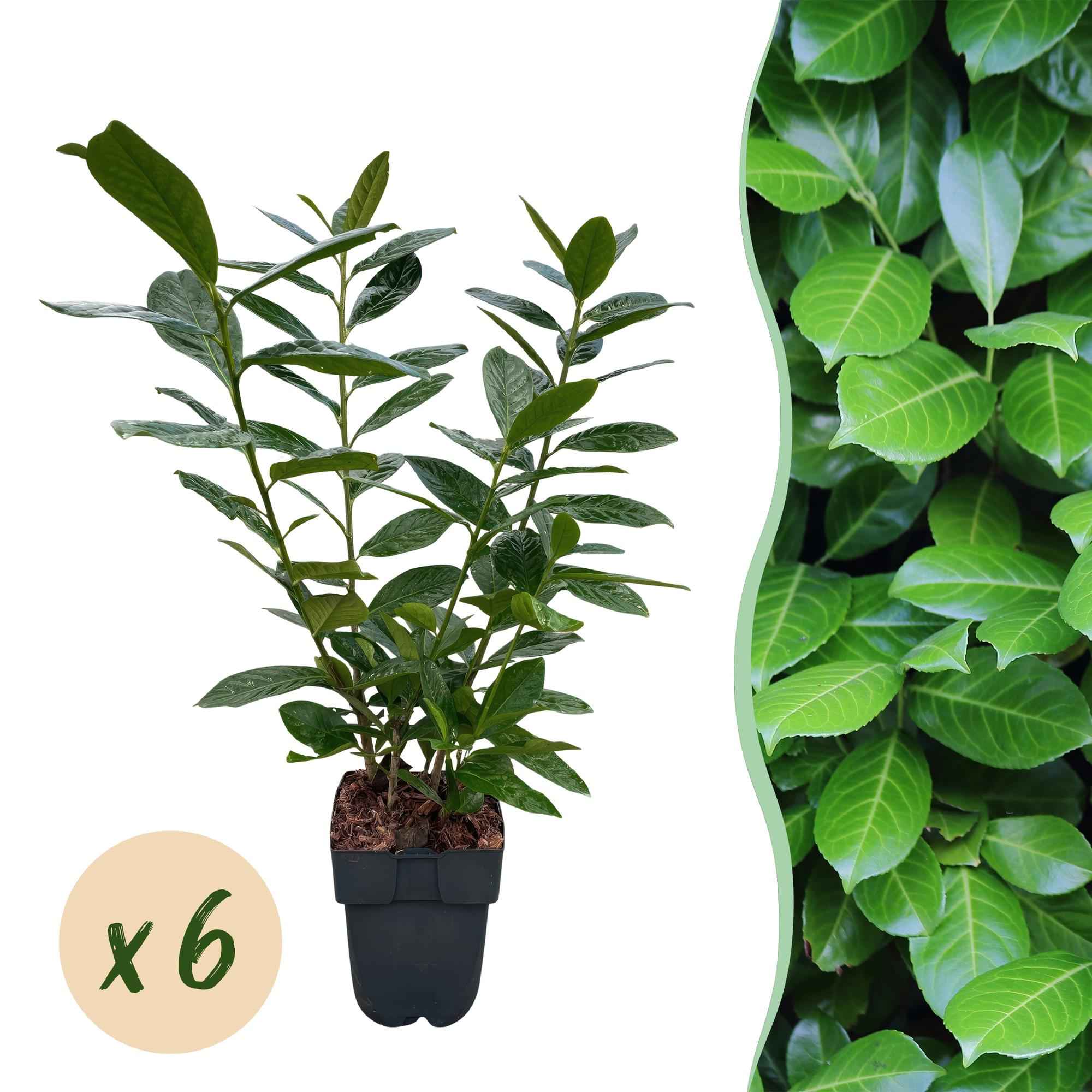 Image of Kirschlorbeer Prunus laurocerasus Novita – Heckenpflanze – Blatt grün – 6 Pflanzen – 1 laufender Meter – Immergrün – 17cm Höhe 50cm-2