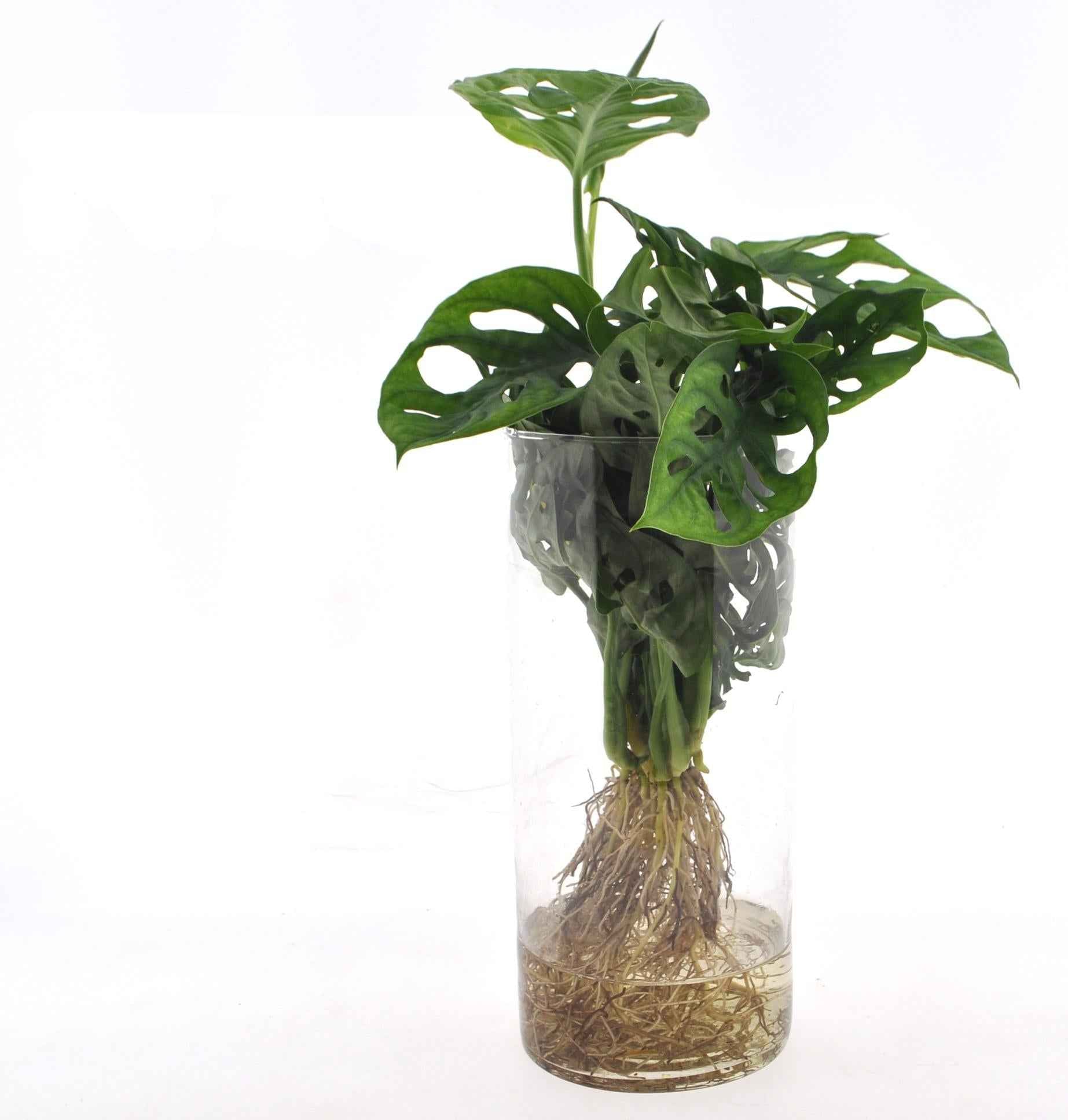 Image of Fensterblatt Monstera in Cylinderglas – Zimmerpflanze – Ø12cm – Ca. 25cm hoch – Tropisches Blattschmuckgewächs in Hydrokultur – Pflegeleicht & modern-0