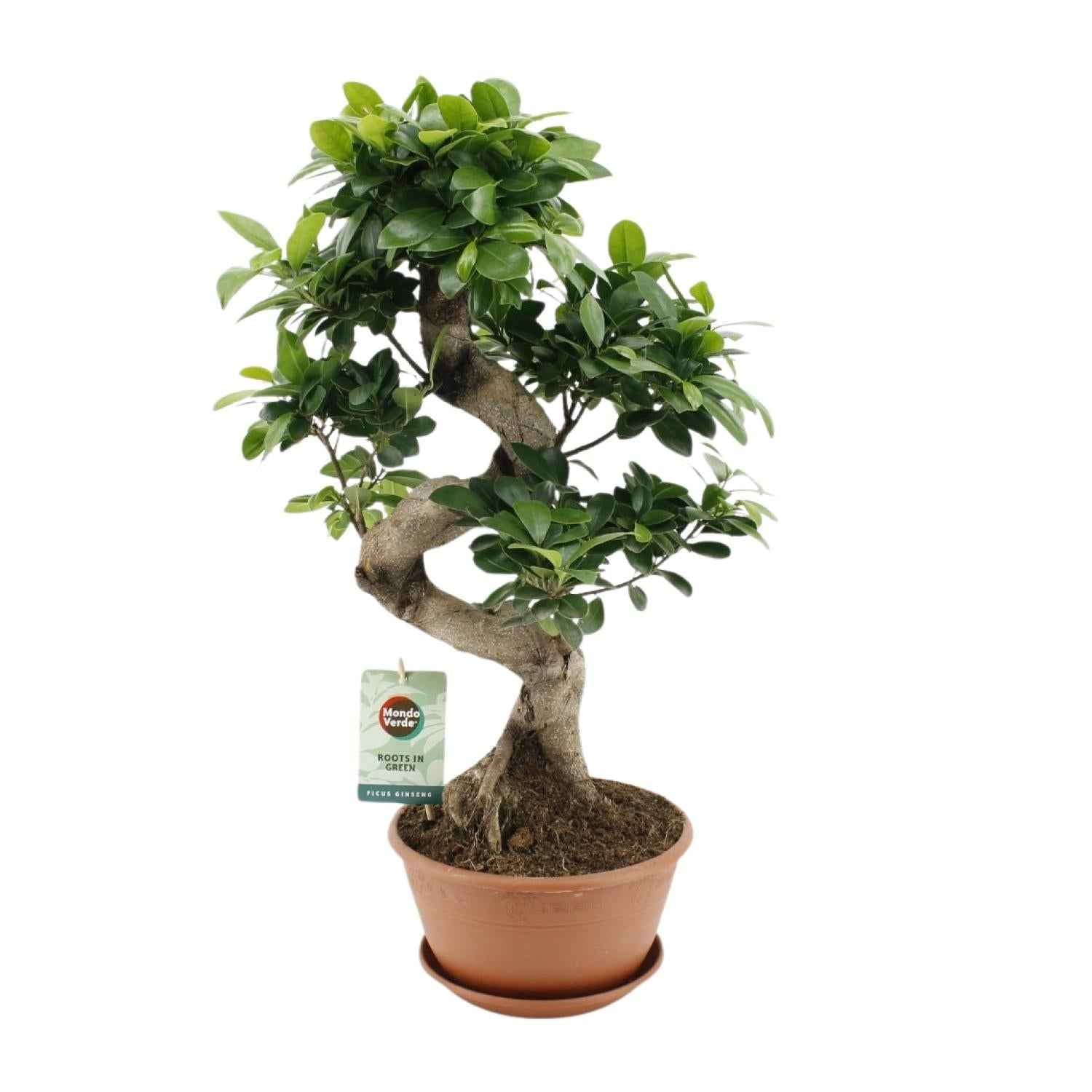 Image of Ficus Ginseng – Chinesische Feige – Zimmerpflanze – Ø22cm – ↕60cm – Pflegeleichter Bonsai – Ficus mit dekorativem Wurzelstamm – Für Wohnzimmer & Büro-0