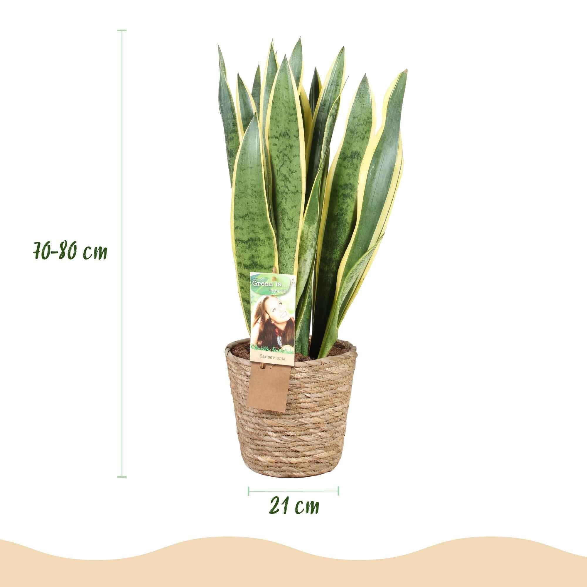 Image of Sansevieria Laurentii Bogemhanf Schwiegermutterzunge grün gelb 70cm 21cm Zimmerpflanze inkl. Naturkorb-2