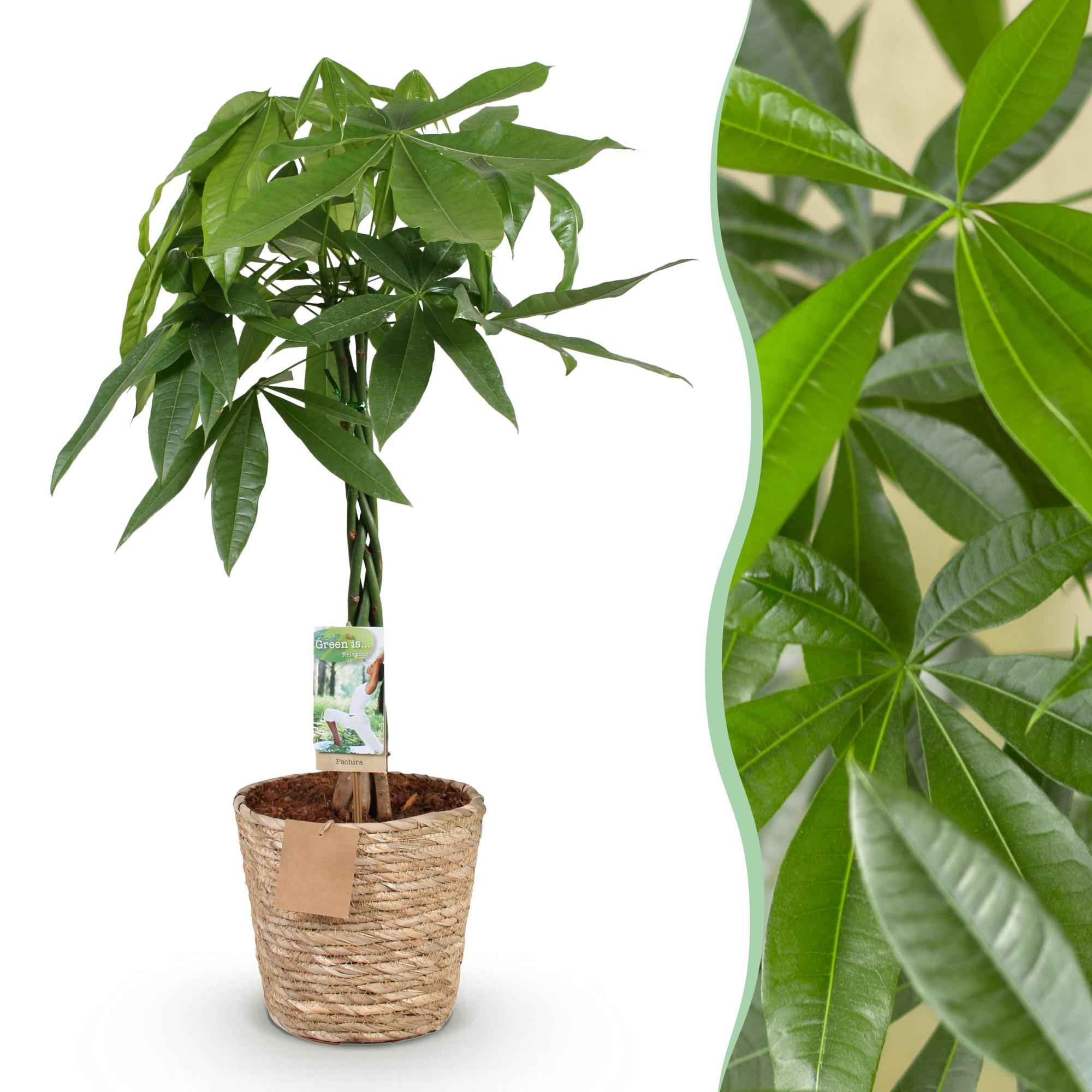 Image of Pachira Aquatica mit geflochtenem Stamm – 80-90cm – 21cm – Inklusive Korb – Pflegeleichter Geldbaum – Luftreinigende Grünpflanze-1