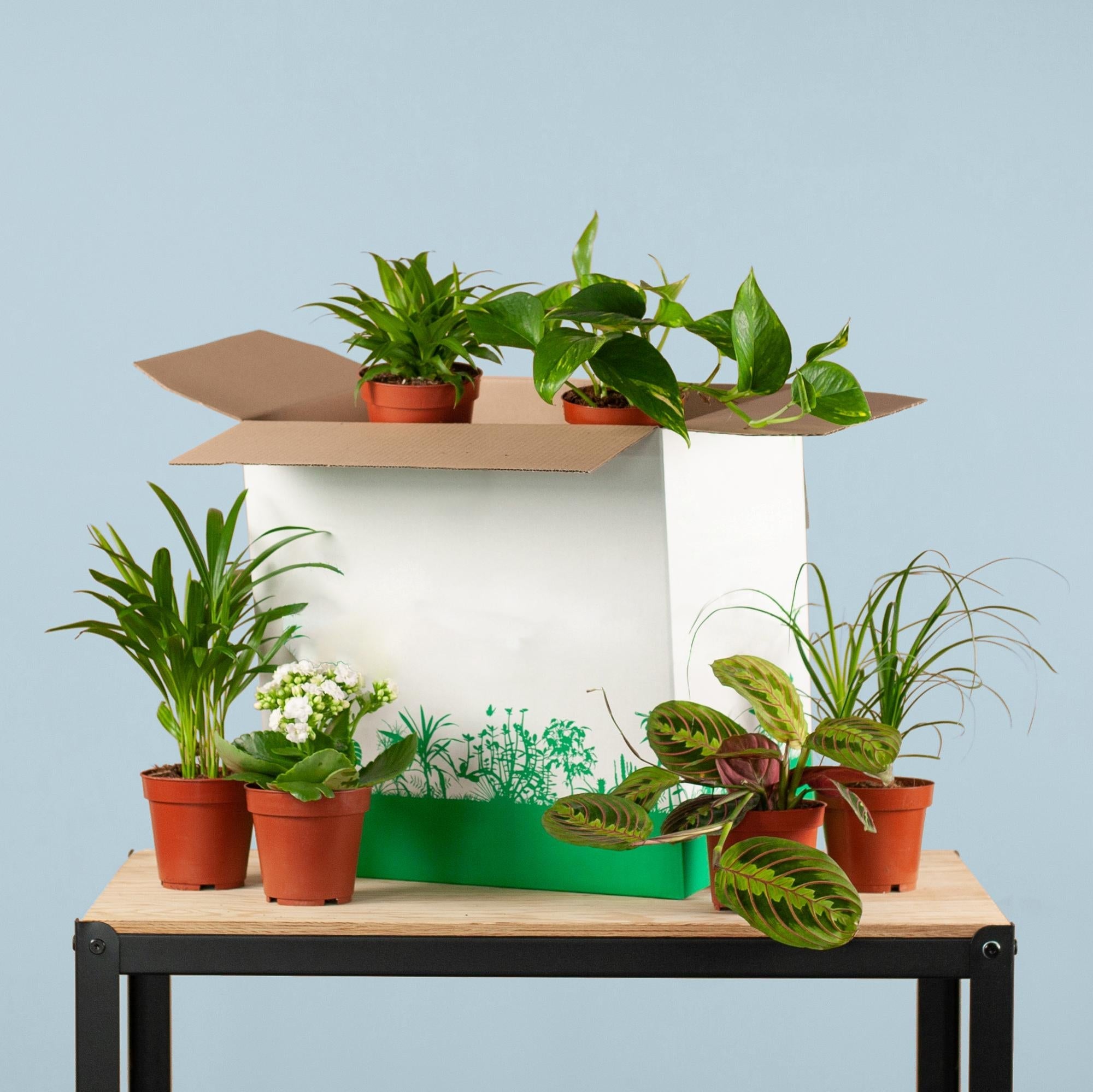 Image of Zimmerpflanzen 6er Set – Save Me Box – Überraschungs – Zimmerpflanzen – Pflegeleicht & Vielseitig-0