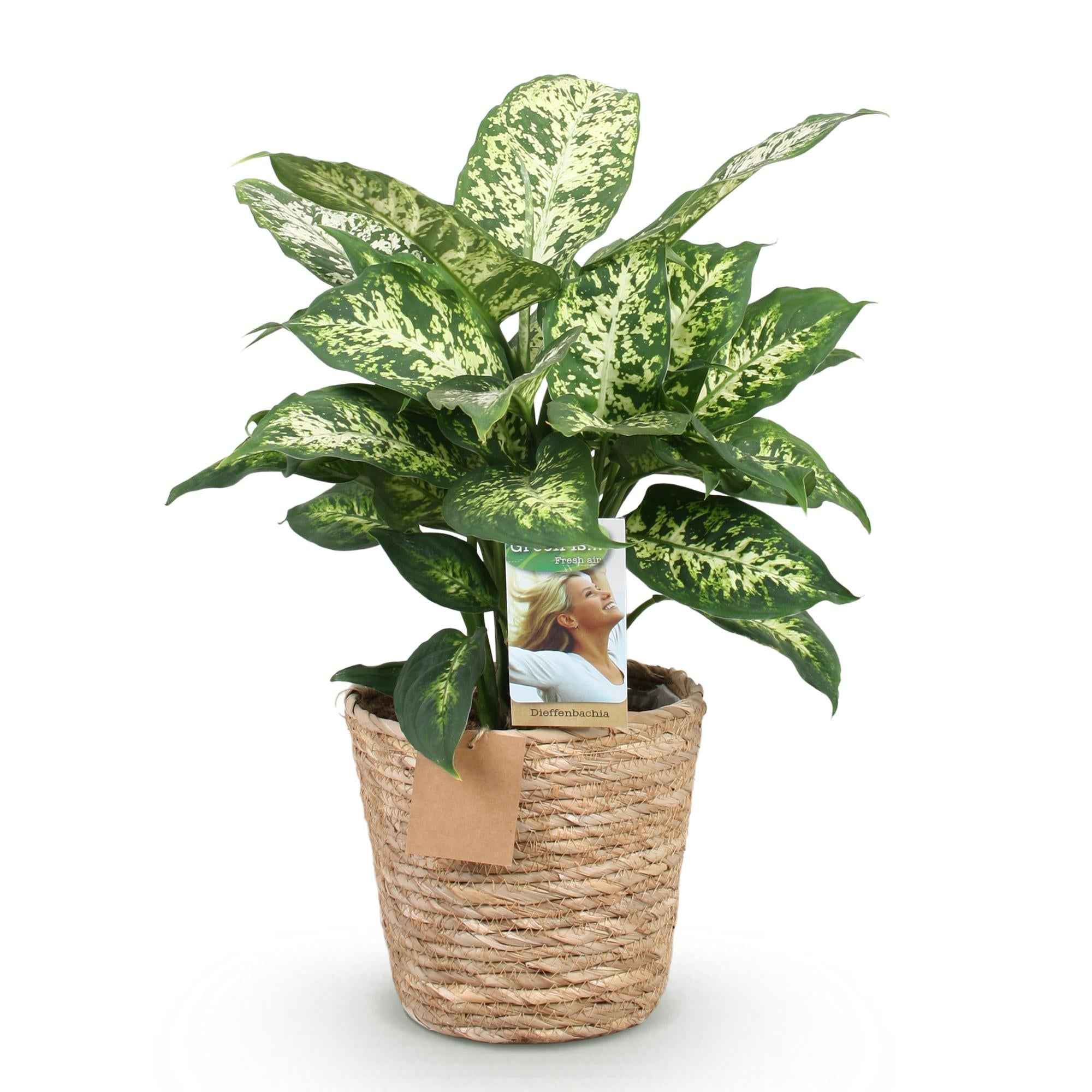 Image of Dieffenbachia Compacta – 45-50cm – 17cm inkl. Naturkorb – Pflegeleichte bunte Zimmerpflanze – Marmoriertes Blattwerk-0