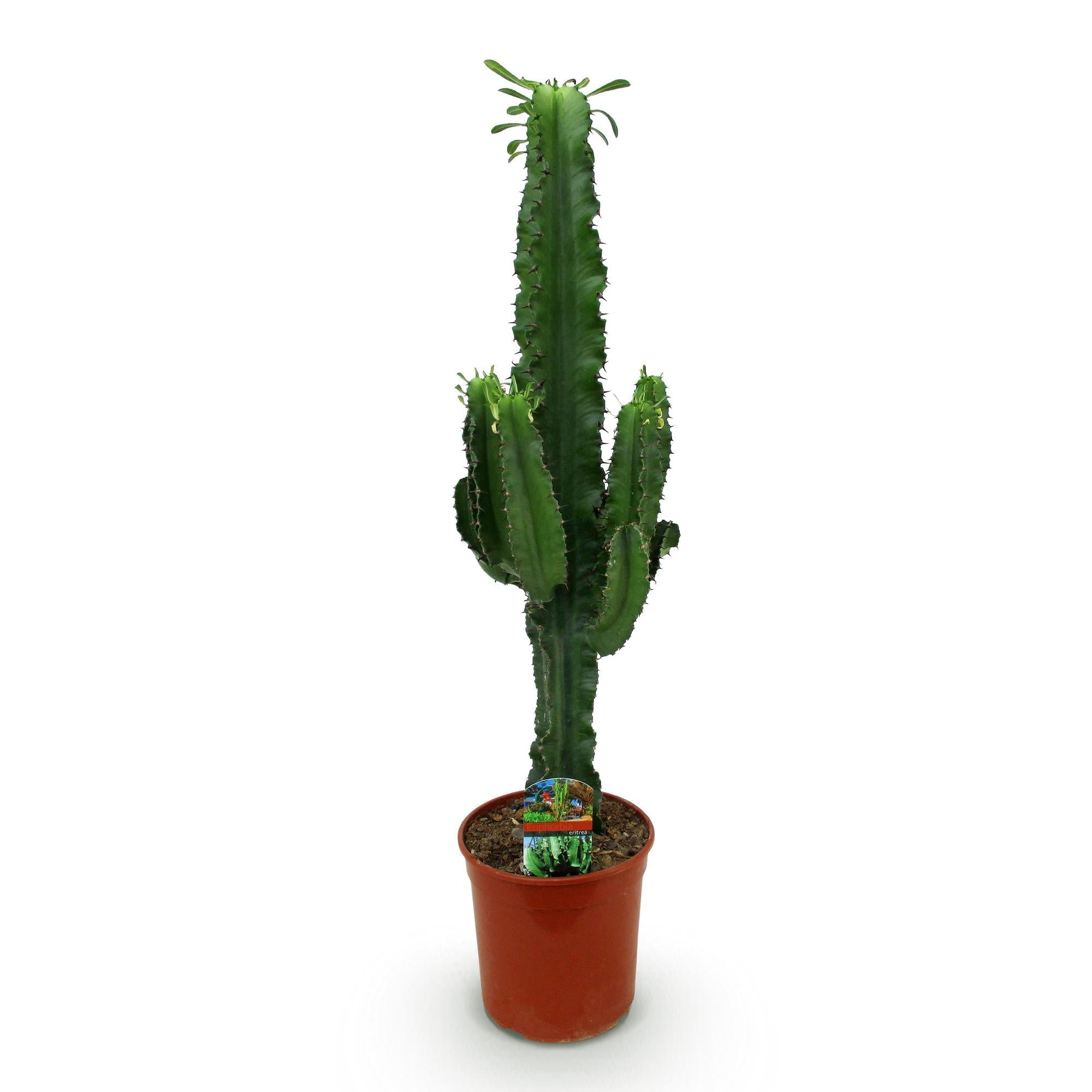Image of Wolfsmilchkaktus Euphorbia Eritrea – Afrikanischer Milchbaum – 70cm – 19cm – Pflegeleichte Sukkulente mit markanten Stängeln – Robuste Zimmerpflanze-0