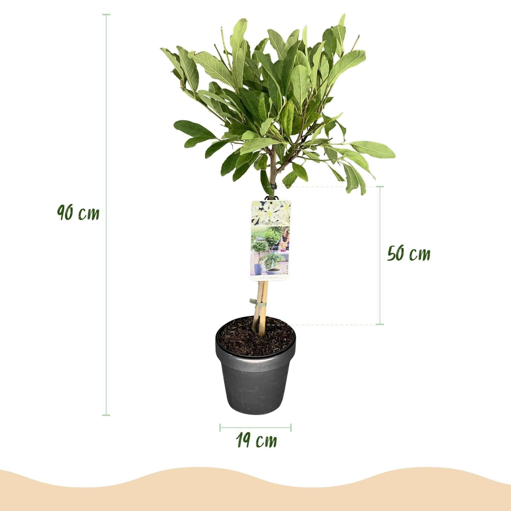 Image of Sternmagnolie Magnolia stellata – 19cm Höhe ca.90cm – Weiß blühend – Laubabwerfend & winterhart – Elegante Magnolie für Beet Balkon Terrasse