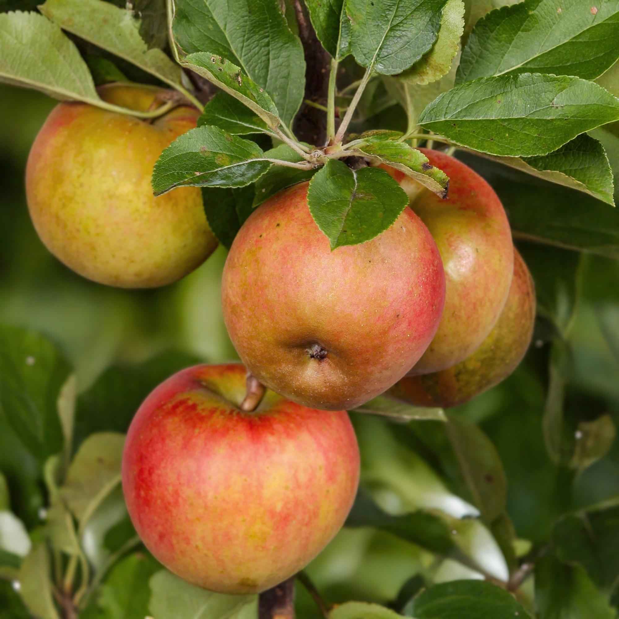 Image of Apfelbaum – Malus domestica 'Elstar' – Rote & grüne Äpfel – Obstbaum für Garten & Balkon – Pflegeleicht – Topf Ø21cm – Höhe ca. 90cm-0