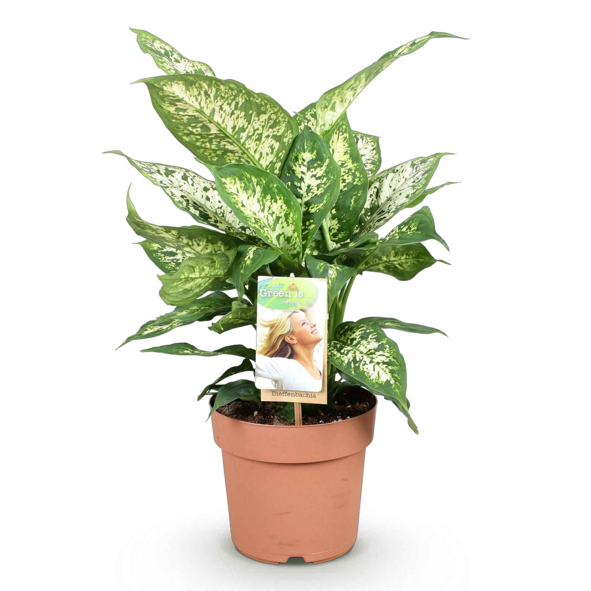 Image of Dieffenbachia Compacta – Buntlaubige Zimmerpflanze – 17cm – Höhe 45-50cm – Pflegeleichte dekorative Blattpflanze für Wohn – und Arbeitsräume-0