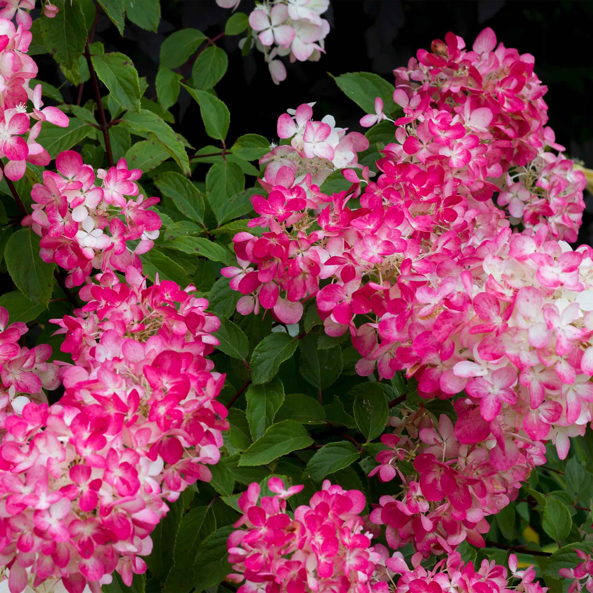 Image of Rispenhortensie – Hydrangea panniculata Pink Diamond – Blüte Weiß – Rosa – 3 Pflanzen für 1m² – Laubabwerfend – Große Blüten – 17cm – Höhe ca. 50cm-2