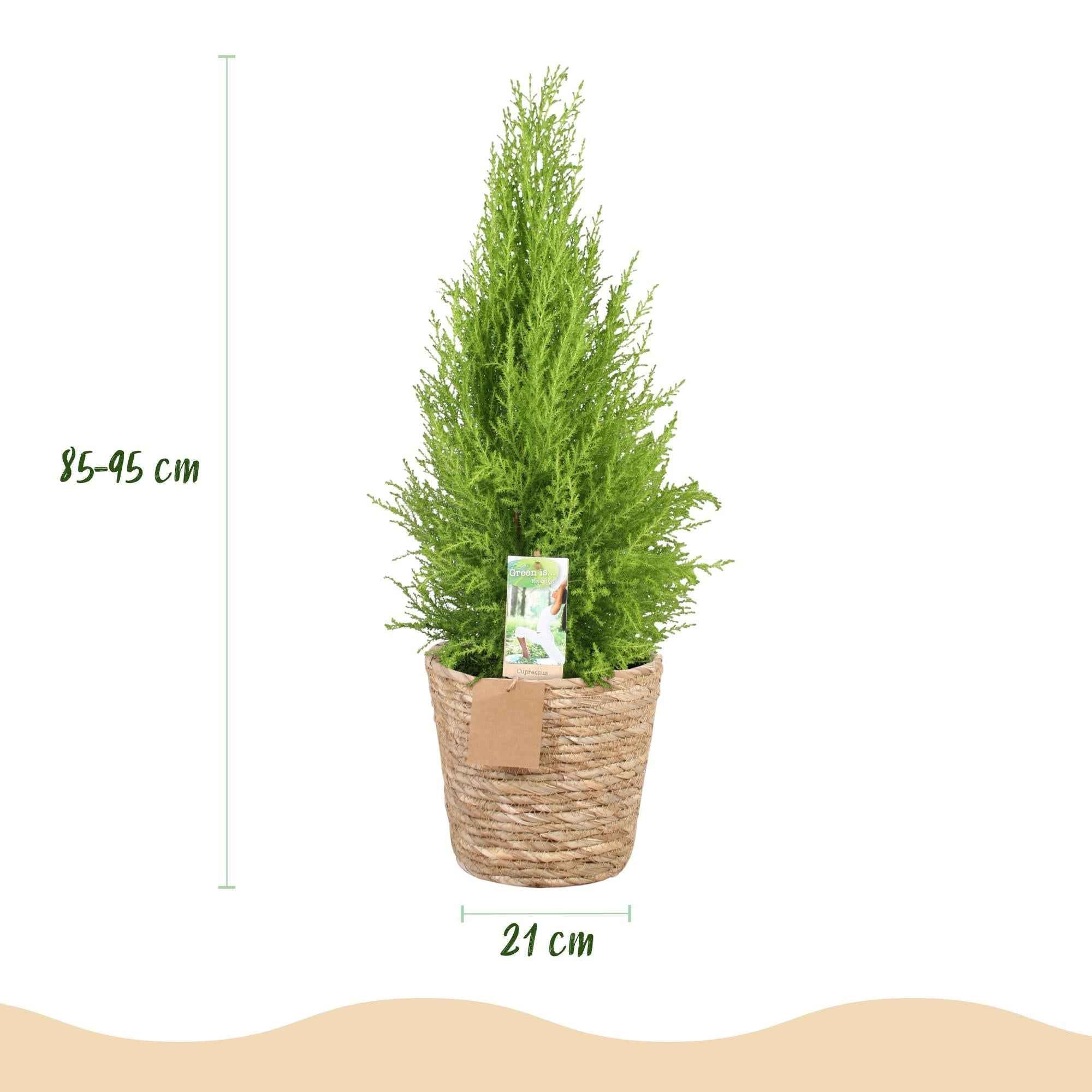 Image of Cupressus Gold Crest Wilma – 85-95cm – 21cm inkl. Naturkorb – Pflegeleichte Zimmerkonifere-2
