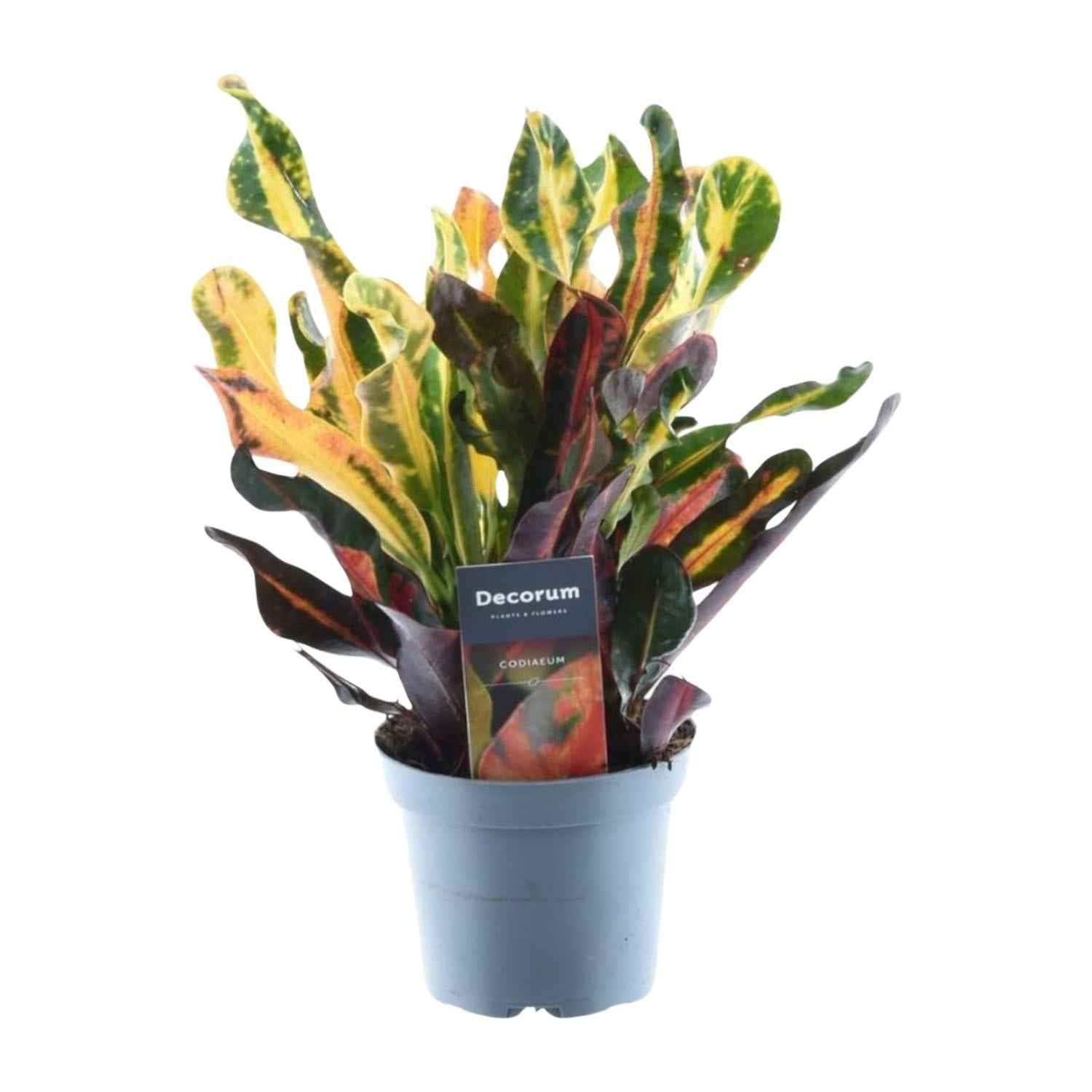 Image of Wunderstrauch – Codiaeum variegatum 'Mammi' – Zimmerpflanze – ca. 30cm hoch – Ø12cm – Farbiges Laub – Pflegeleicht