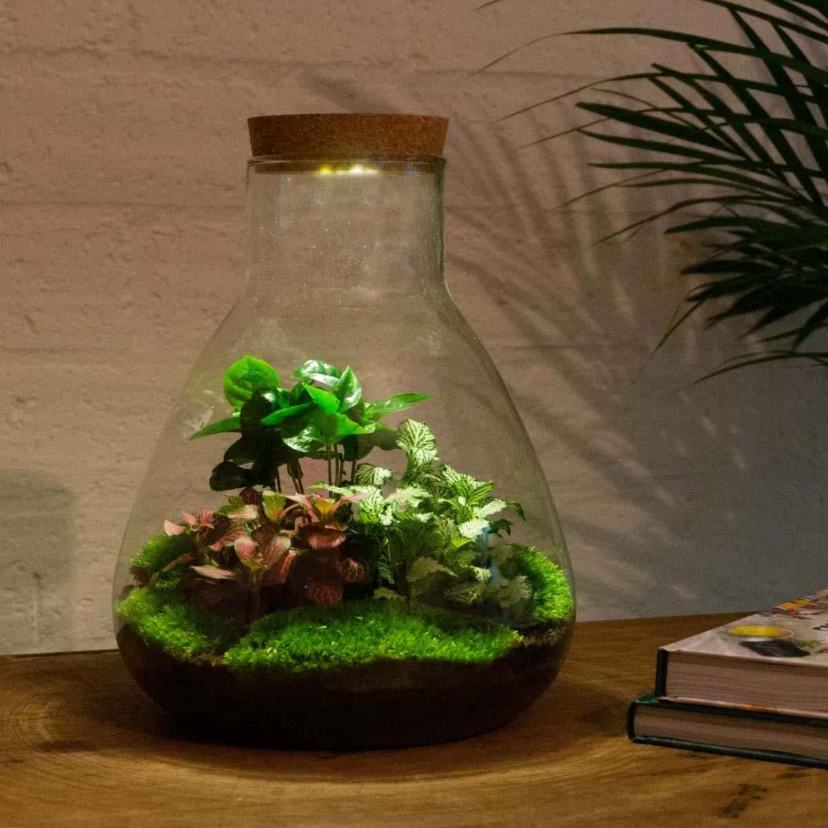 Image of Flaschengarten Sam mit LED – DIY Bausatz Terrarium – ↕30cm – Do – It – Yourself Pflanzen – Set mit LED – Beleuchtung & Korkdeckel-3