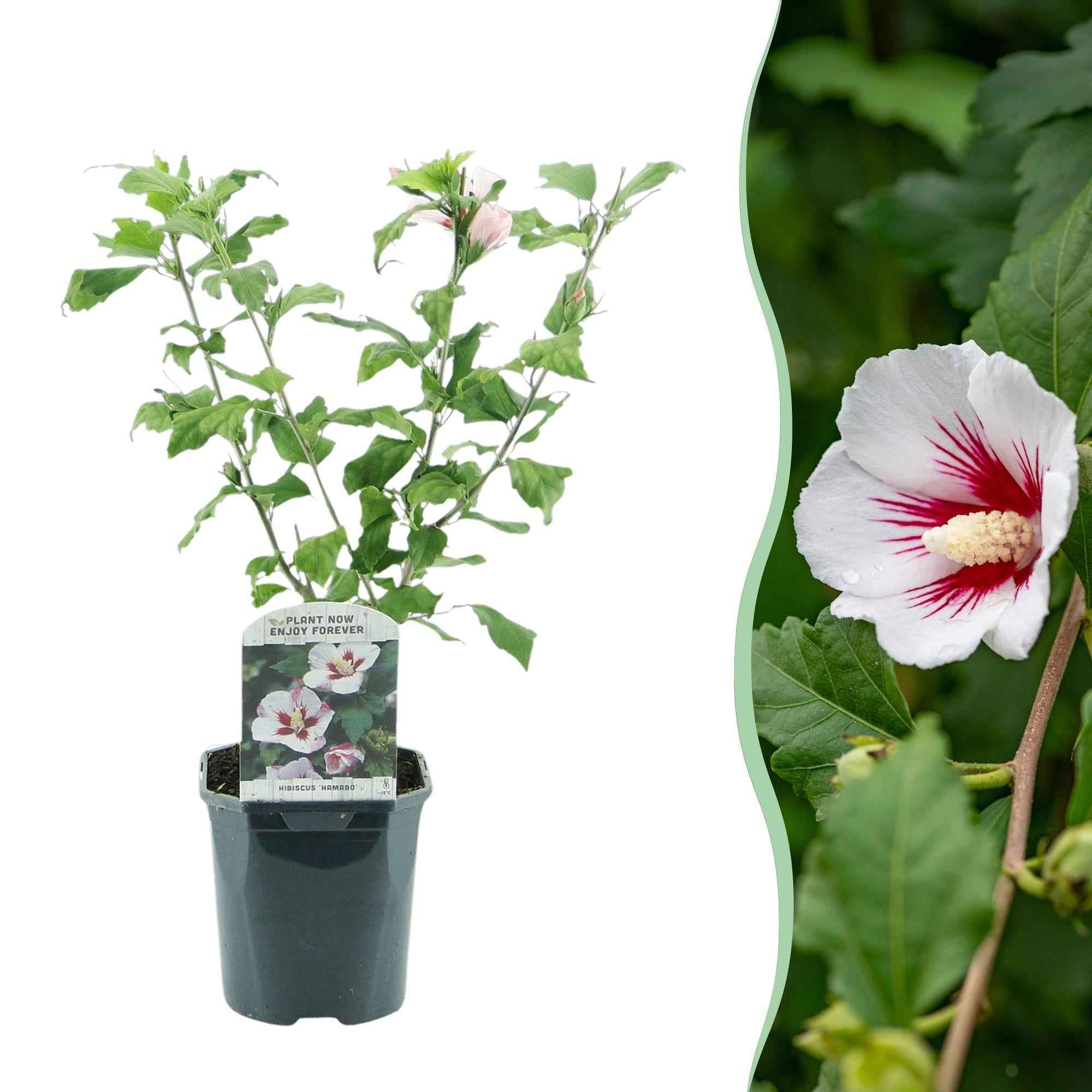 Image of Garteneibisch Hibiscus syriacus Hamabo – Strauch – Blüte Hellrosa – Pflegeleicht – 17cm Höhe 45cm – Für sonnige & halbschattige Standorte-1