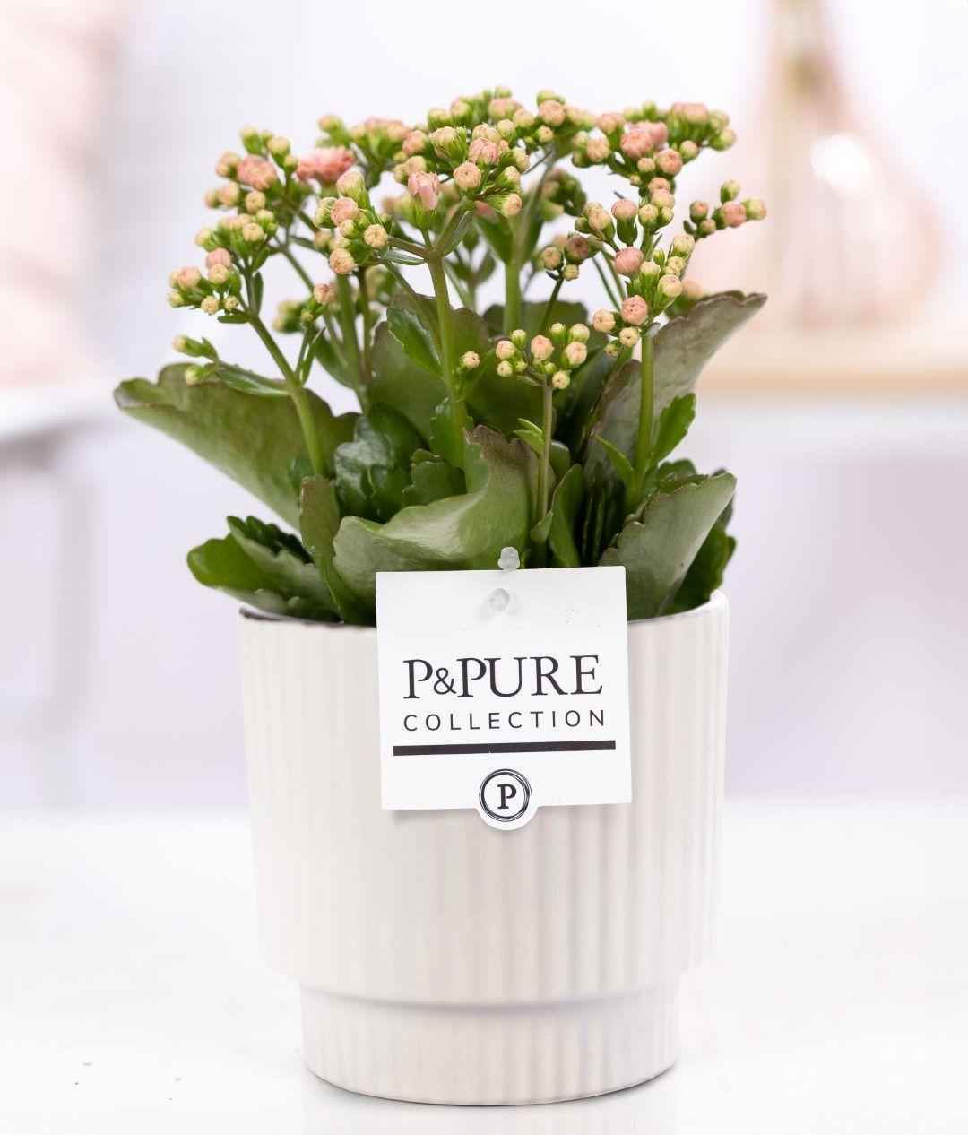 Image of Kalanchoe Rosa in Keramiktopf Glänzend Weiß – Ø12cm ↕27cm – Blühende Zimmerpflanze mit rosa Blüten – Pflegeleicht & langlebig-0