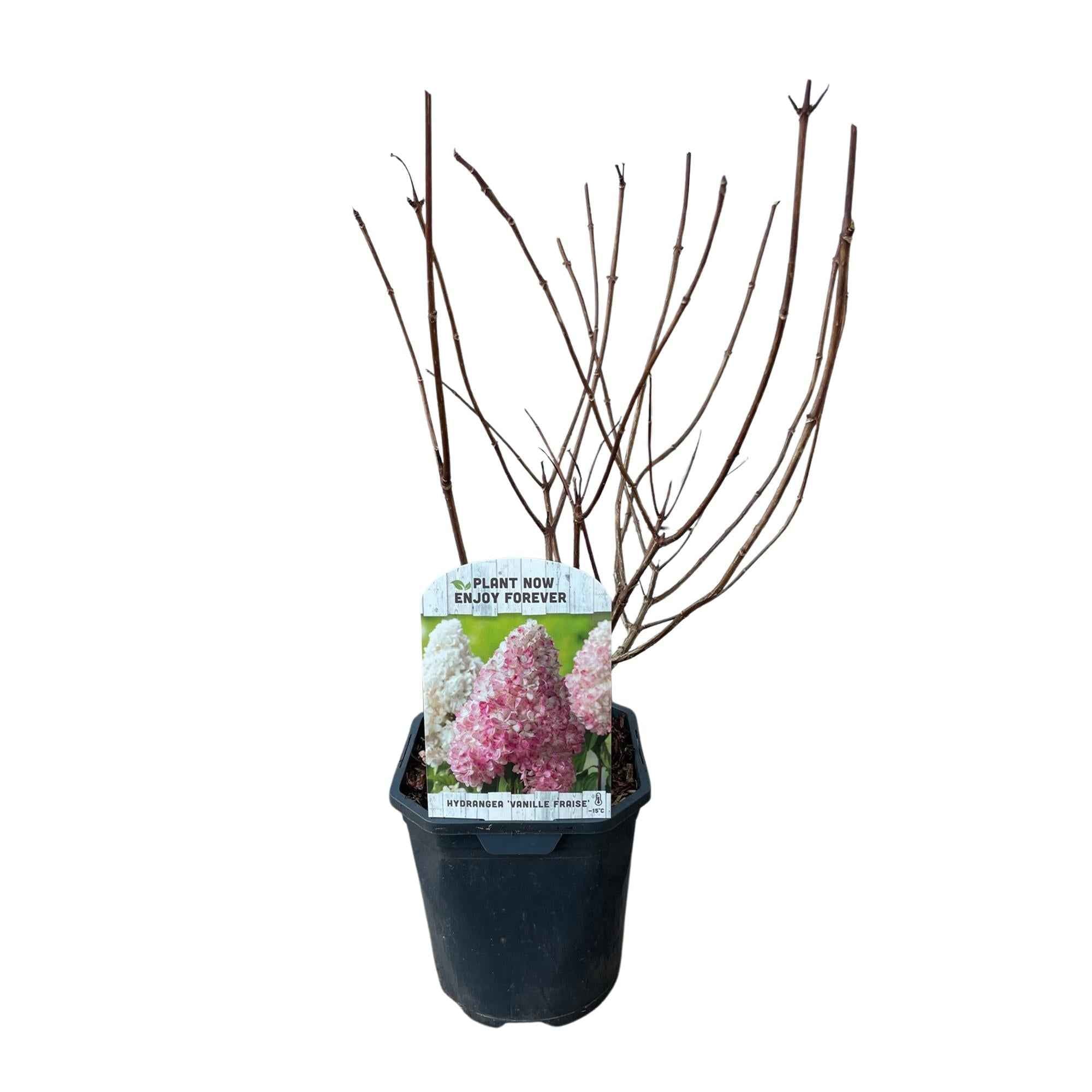 Image of Rispenhortensie – Hydrangea panniculata Vanille Fraise – Blüte Weiß – Rosa – Laubabwerfend – Große Blüten – 17cm – Höhe ca. 50cm-2