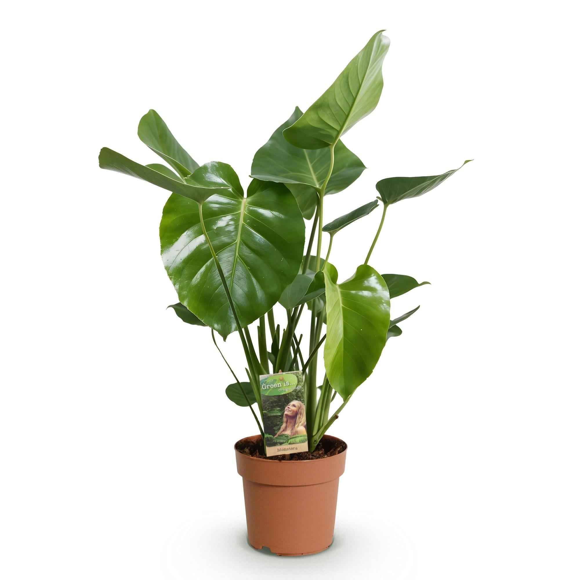 Image of Monstera Deliciosa Fensterblatt Zimmerpflanze – Pflegeleichte Tropenpflanze 17cm – Höhe ca.50-55cm – Große Grünpflanze für Wohnzimmer & Büro