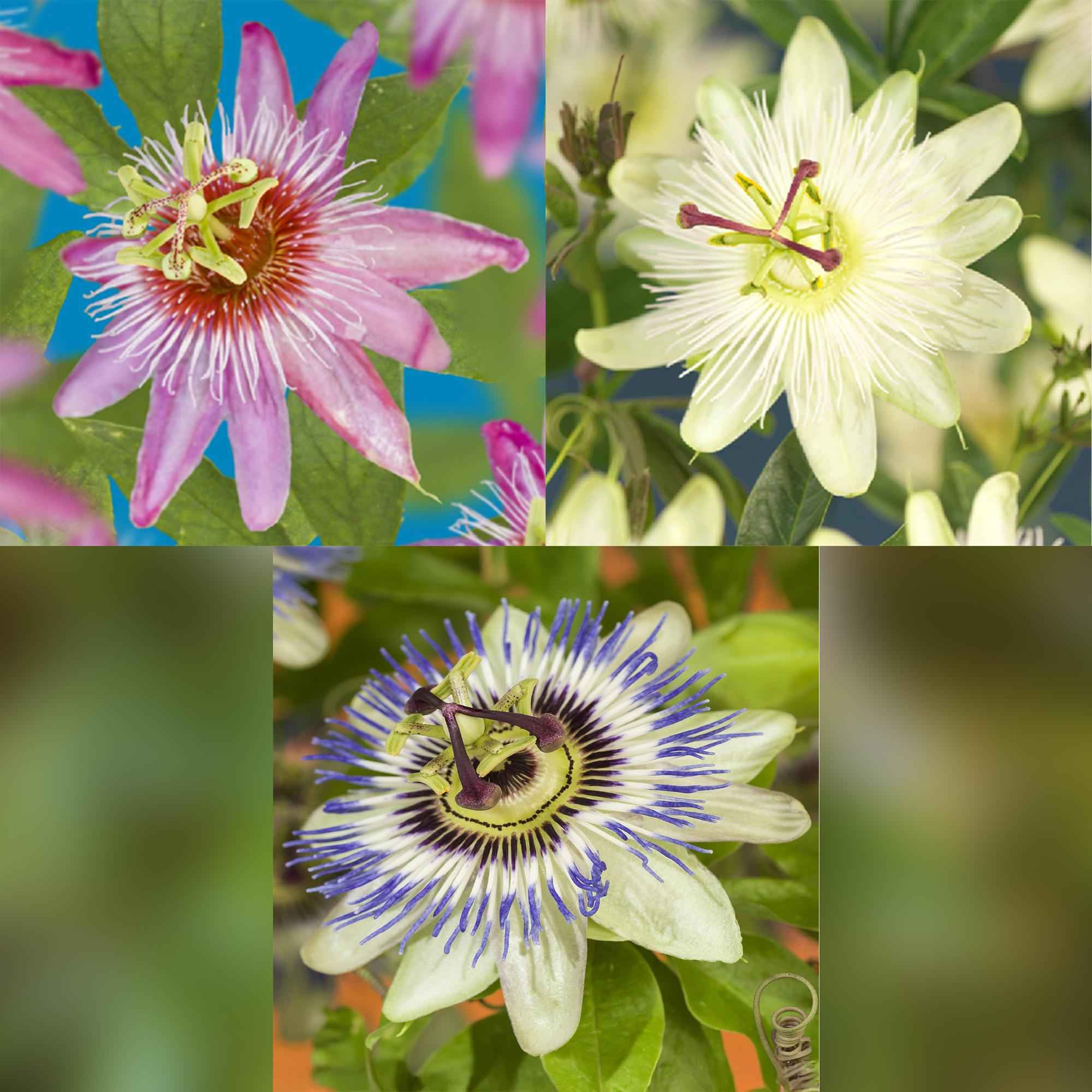 Image of Passionsblume Passiflora Tricolour – Blüte Rosa, Weiß & Lila – Wenig Pflege – 3 Pflanzen – 11cm Höhe 40cm – Ideal für Balkon, Garten & Pergolen