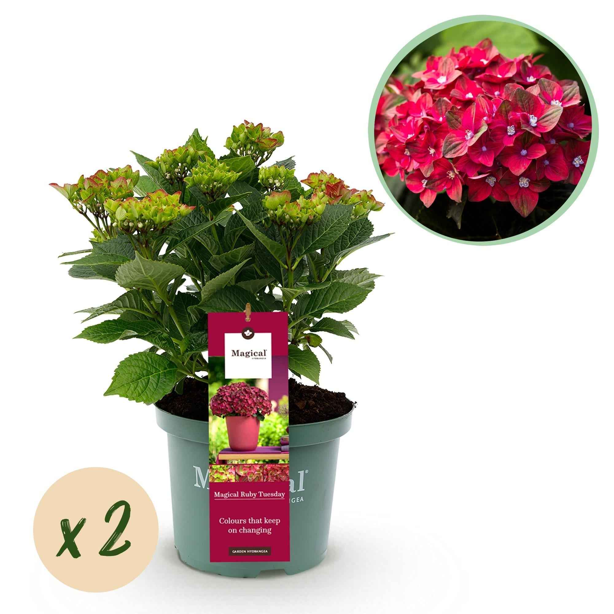 Image of Hydrangea macrophylla Ruby Tuesday & Sapphire – Gartenhortensie – 2 Pflanzen – 23cm – Höhe 55cm – Rot und Blau – Balkonpflanze – 6-10 Blüten-0
