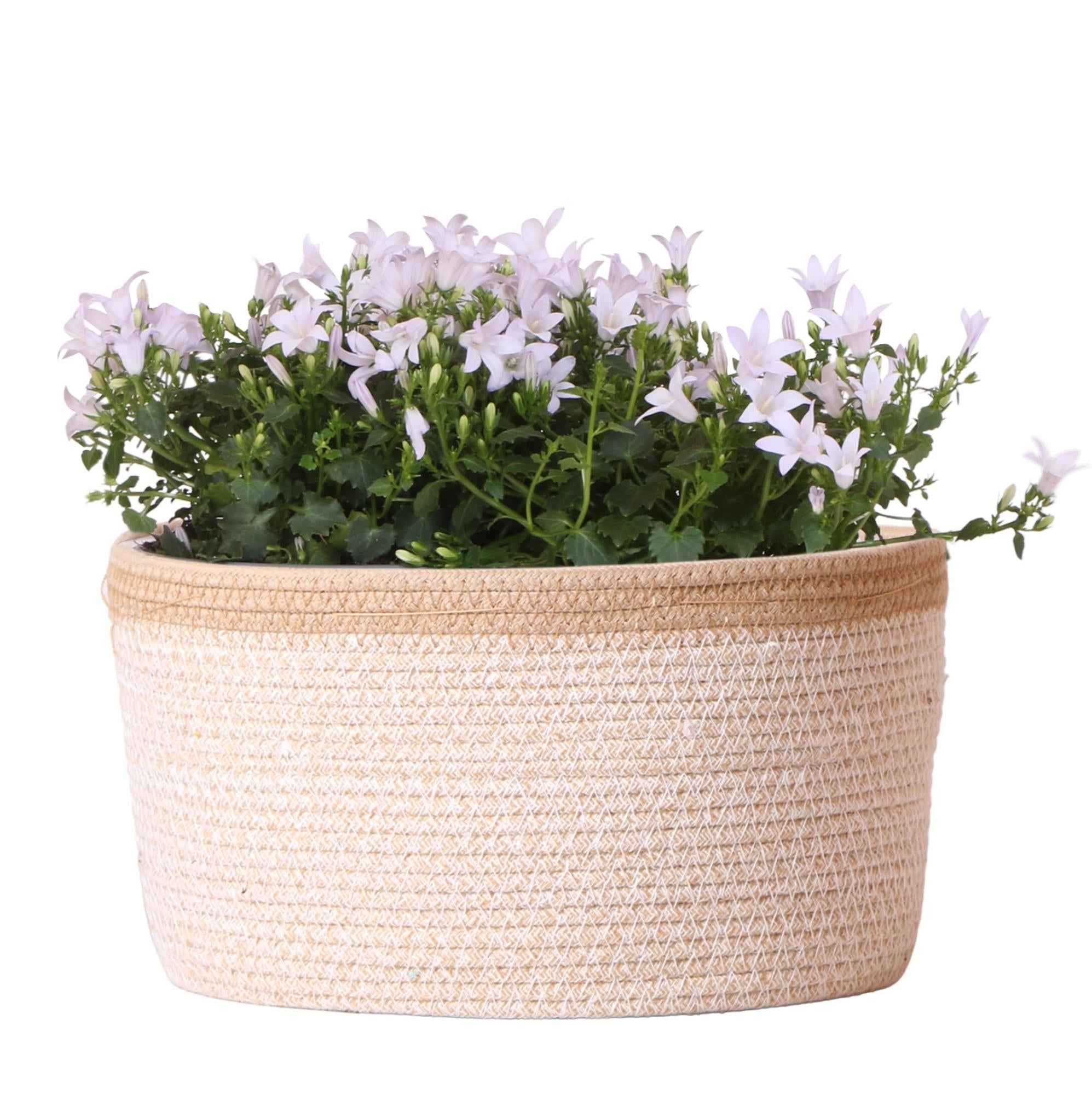 Image of Campanula Addenda Ambella weiß 3er Set – Glockenblume weiß im Baumwollkorb mit Bewässerungsreservoir – Topfgröße 12cm-0