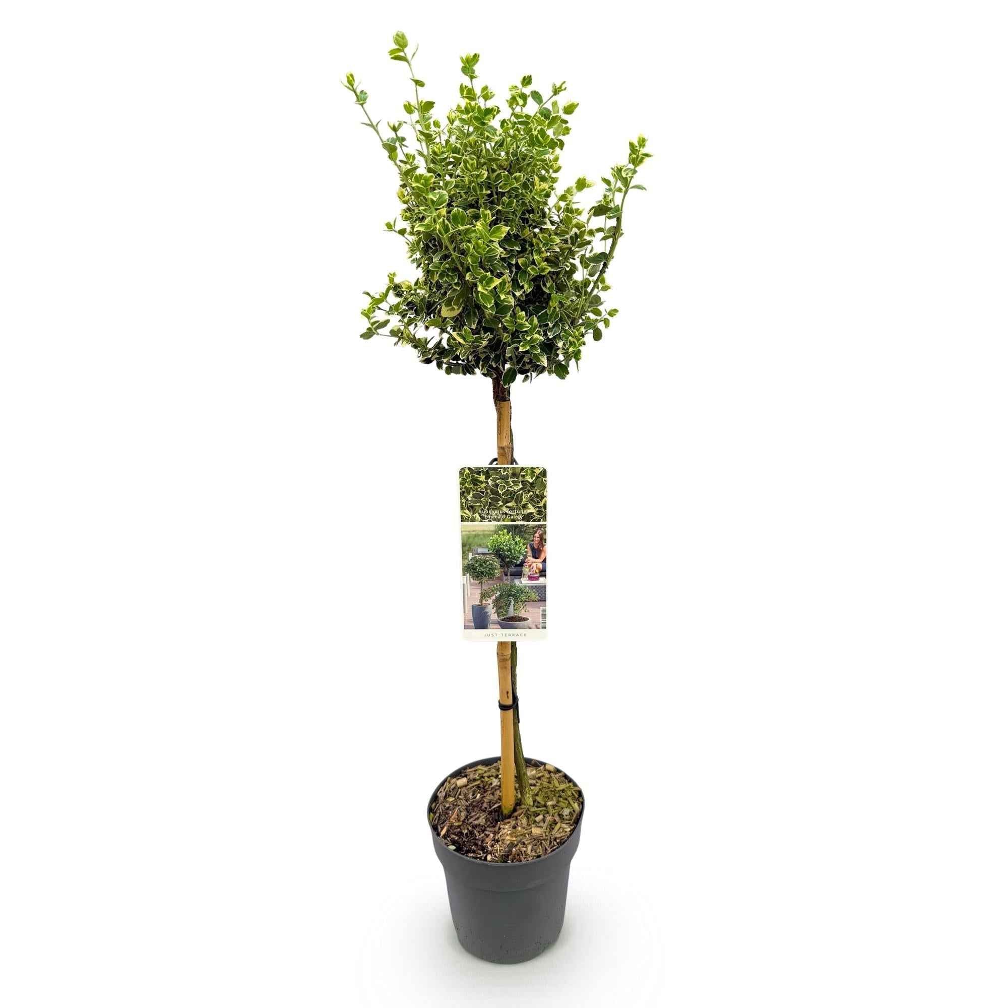 Image of Euonymus fortunei ‘Emerald Gaiety’ – Stamm – Pflanze – Immergrün & winterhart – für Terrasse, Balkon & Garten – pflegeleicht – Ø19cm – Höhe ca. 90cm-1