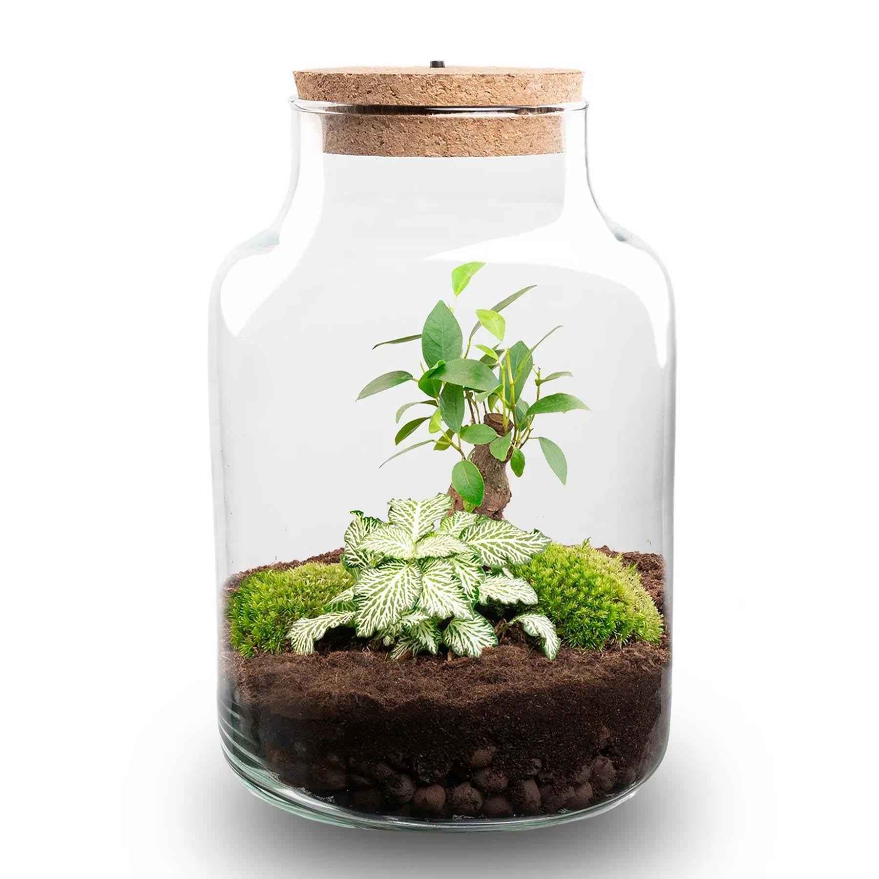 Image of Flaschengarten DIY Bausatz – Terrarium Little Milky mit LED – Kork – Ø17cm x H25cm – Selbstversorgendes Mini – Ökosystem-2