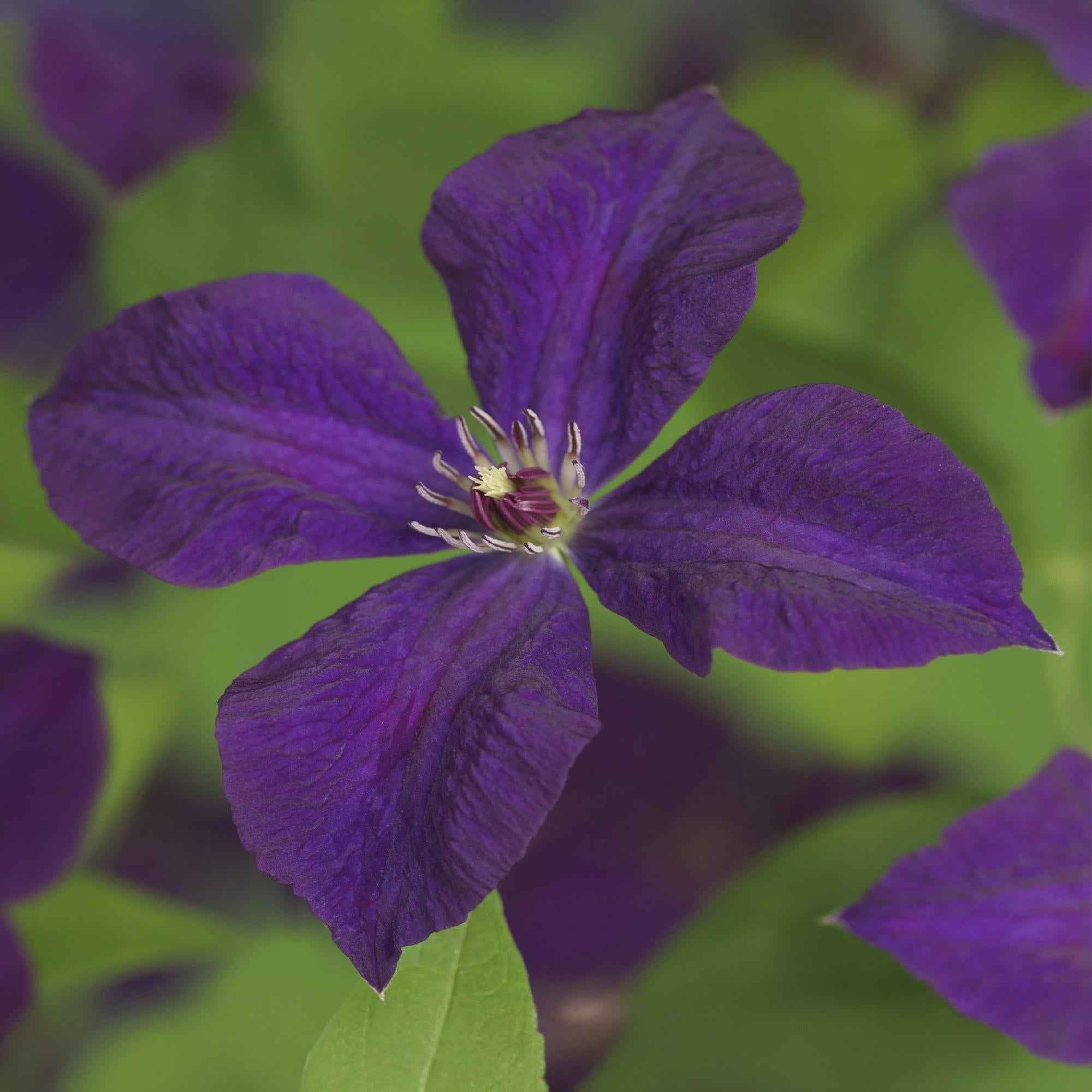 Image of Kletterpflanze Clematis vit. 'Polish Spirit' – Tiefviolette Blüten – 2 Pflanzen – 11cm x H40cm – Bis 3m – Pflegeleicht-0