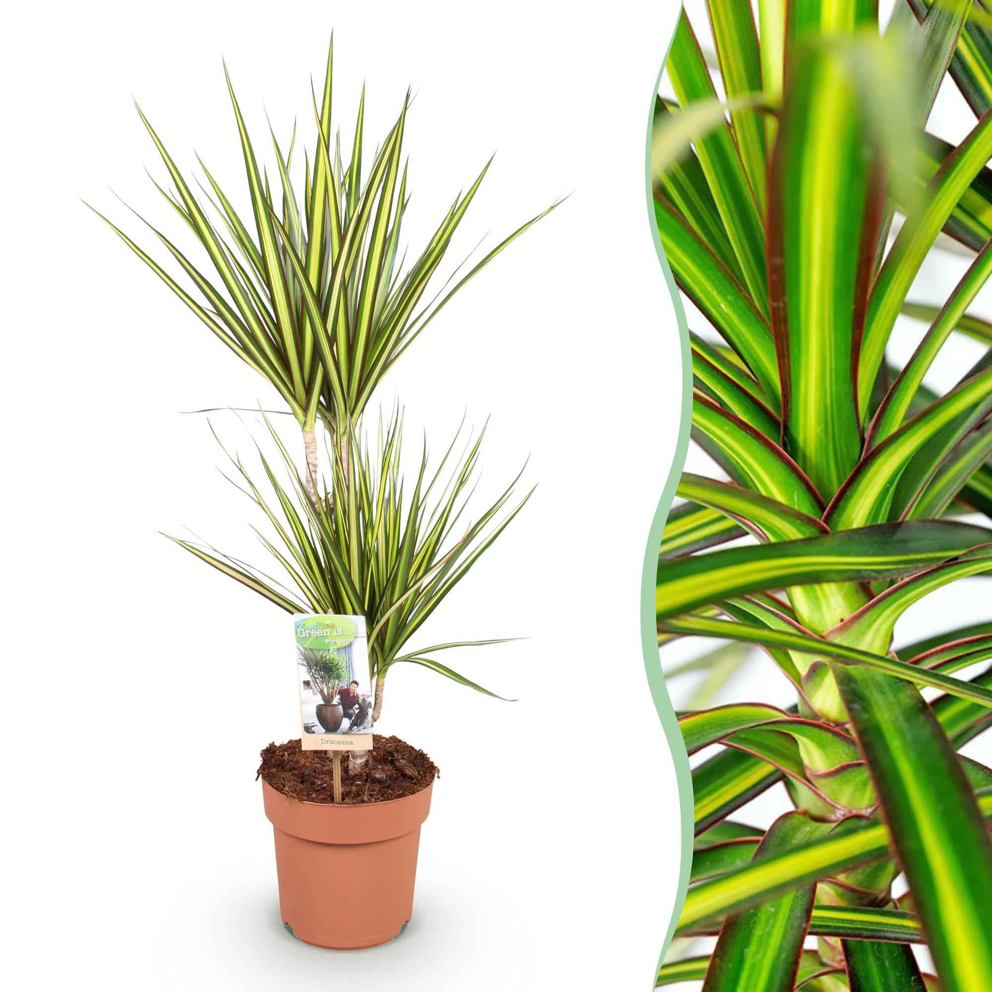 Image of Dracaena Sunray – Drachenblutbaum – 17cm – Höhe 70-75cm – Pflegeleichte Zimmerpflanze in Grün und Gelb für moderne Wohn – und Arbeitsräume-1