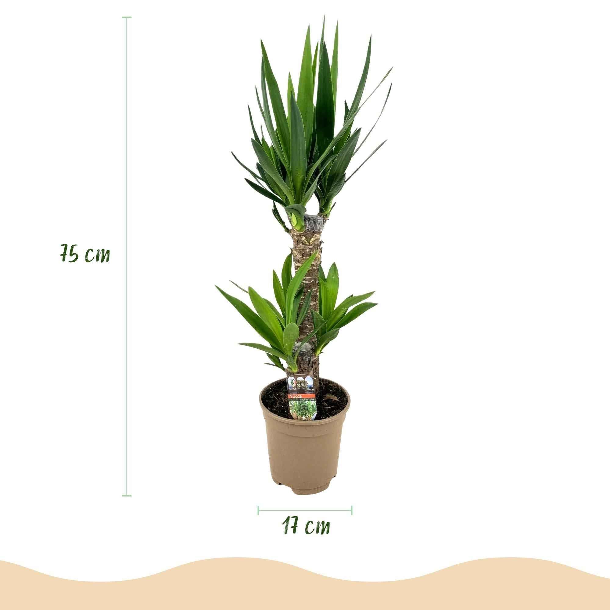 Image of Palmlilie Yucca Elephantipes – 75cm – 17cm – Pflegeleichte Palmlilie mit schmalen, grünen Blättern-2