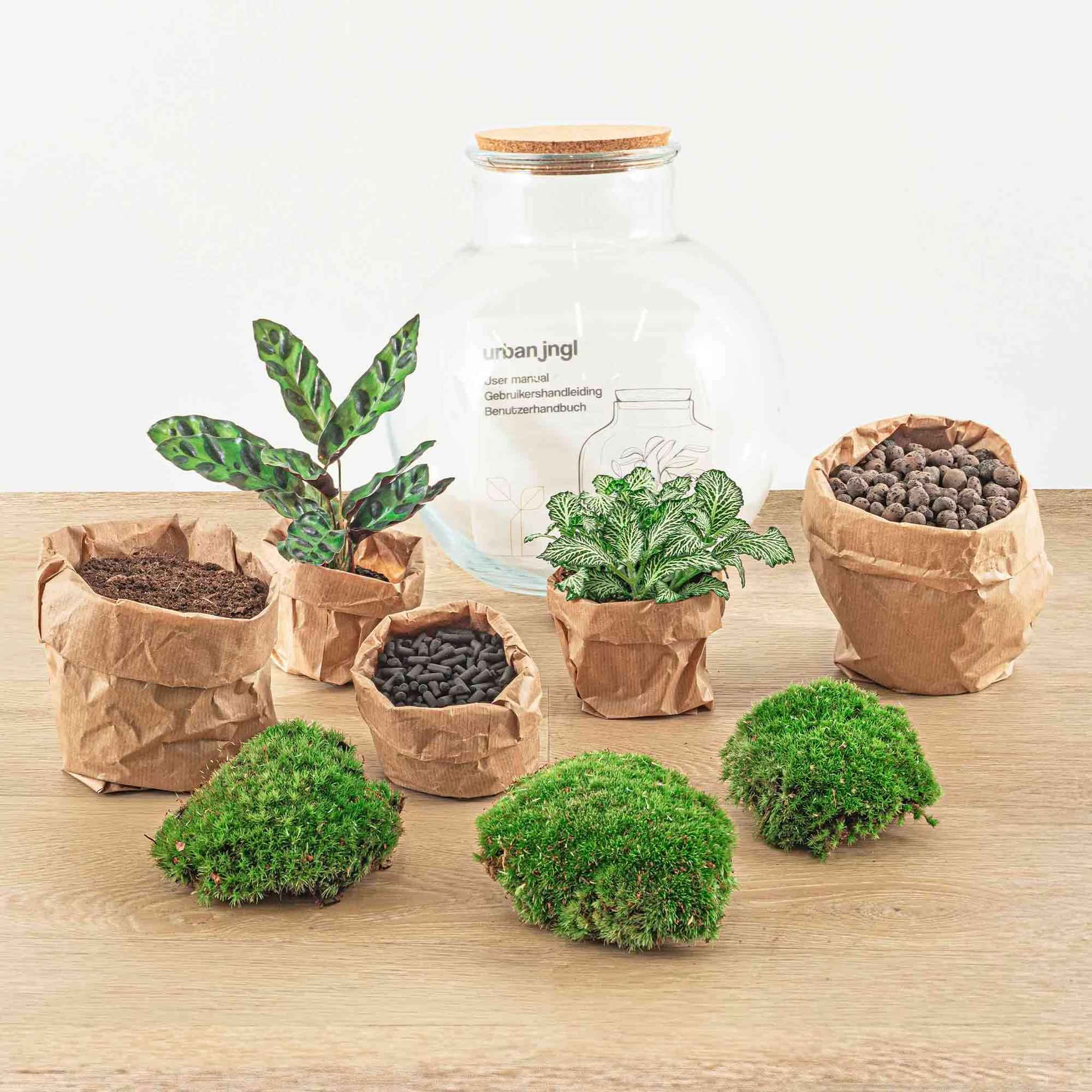 Image of Flaschengarten Teddy – DIY Bausatz Terrarium – ↕26,5cm – Do – It – Yourself Pflanzen – Set im Glas mit Kork – Autarkes Mini – Ökosystem-3