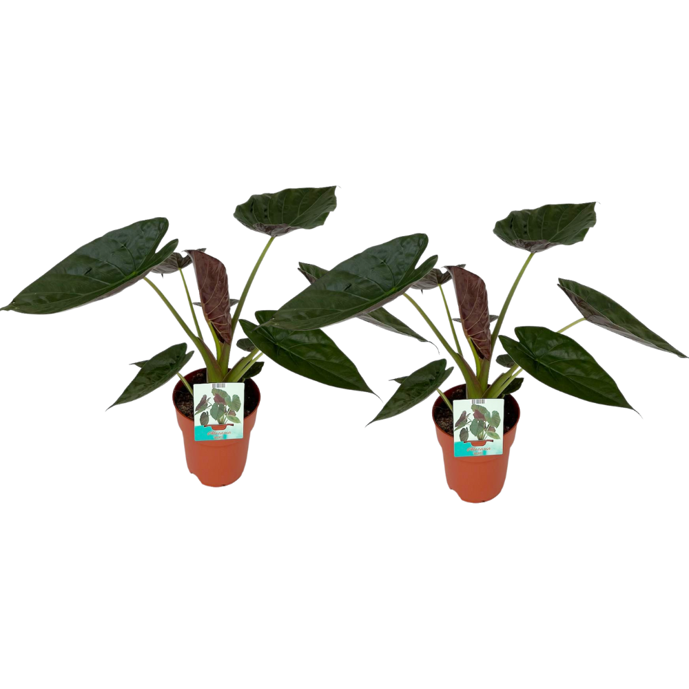 Image of Elefantenohr Alocasia Wentii – Zimmerpflanze Ø19cm 85cm hoch – 2 Pflanzen-0