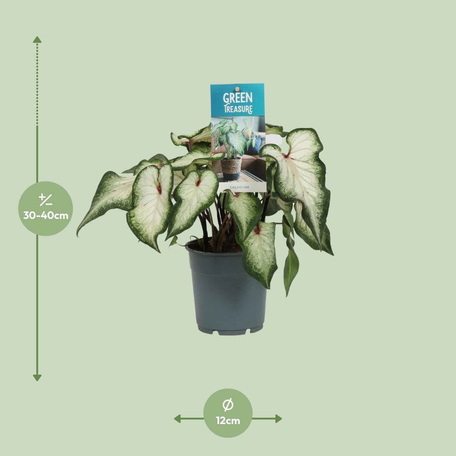 Image of Caladium Weiß – Angel Wings – Ø12cm – ↕25cm – Tropische Zimmerpflanze mit herzförmigen Blättern – Pflegeleicht & dekorativ – Für helle Innenräume-2