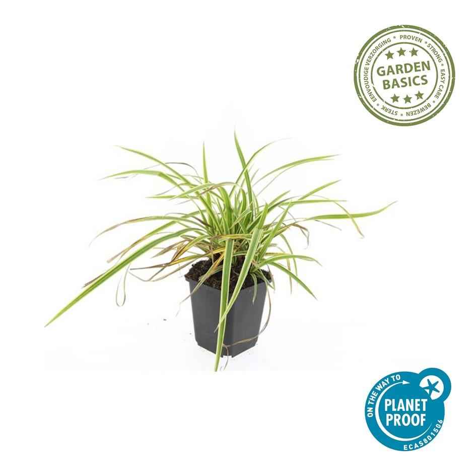 Image of Goldrand Segge Carex morrowii 'Aureovariegata' – ↕10-25cm – Ø9cm – 6 Pflanzen – Immergrünes Ziergras & Bodendecker – Winterhart & pflegeleicht-4